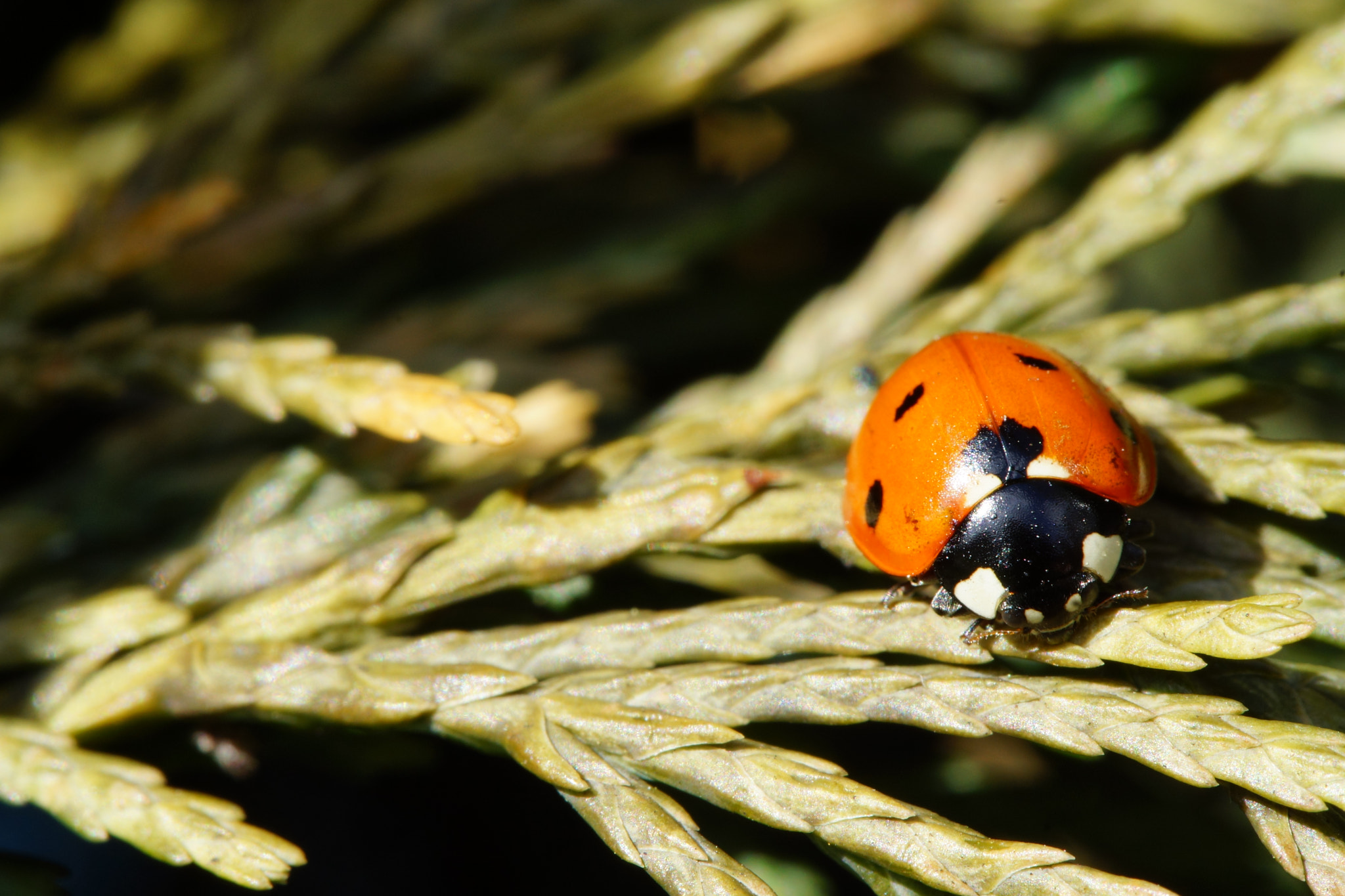 Sony SLT-A77 + Tamron Lens (255) sample photo. Ladybug on a tree photography
