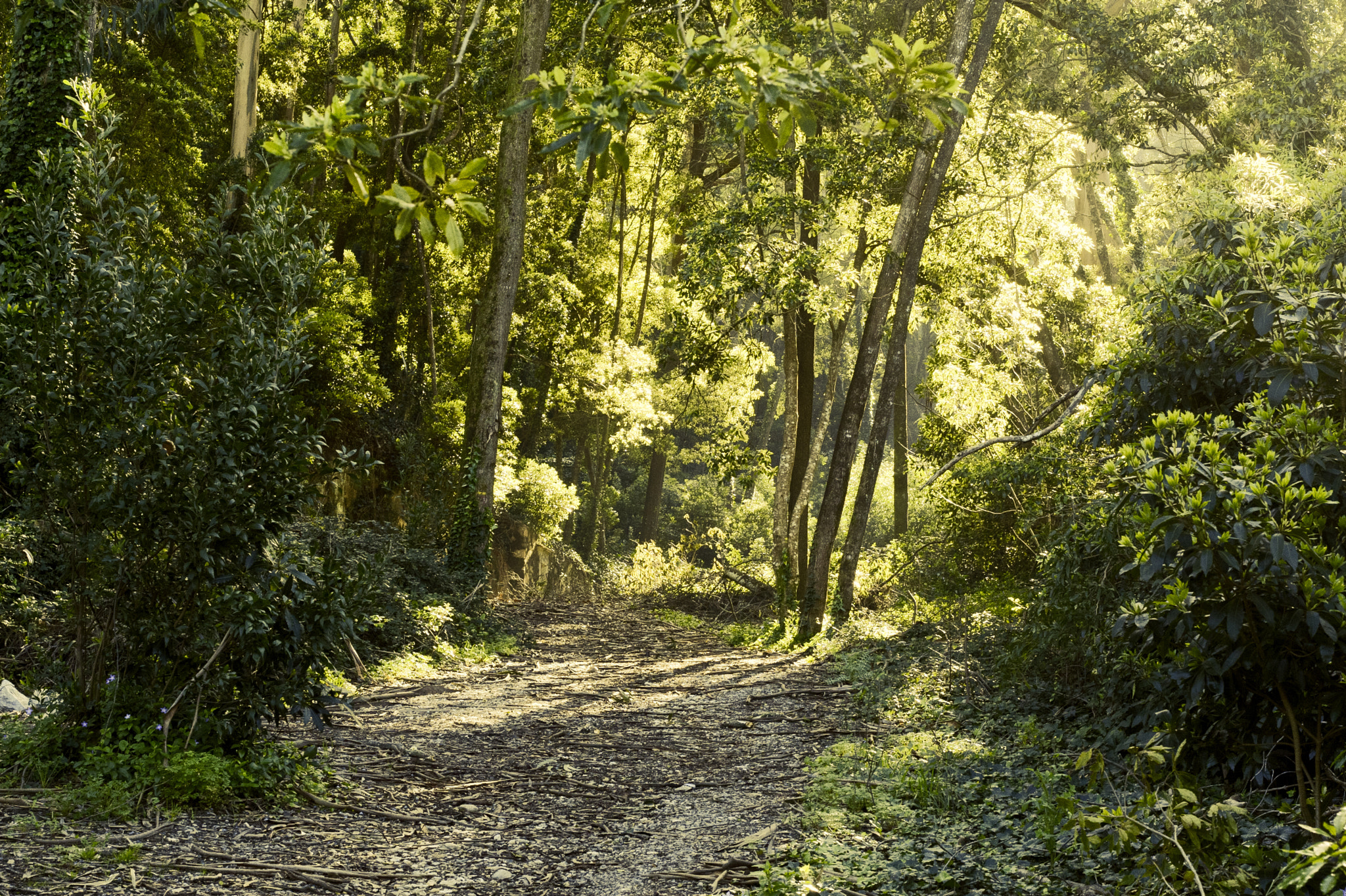 Canon EOS 30D + Canon EF 50mm F1.8 II sample photo. Forest photography