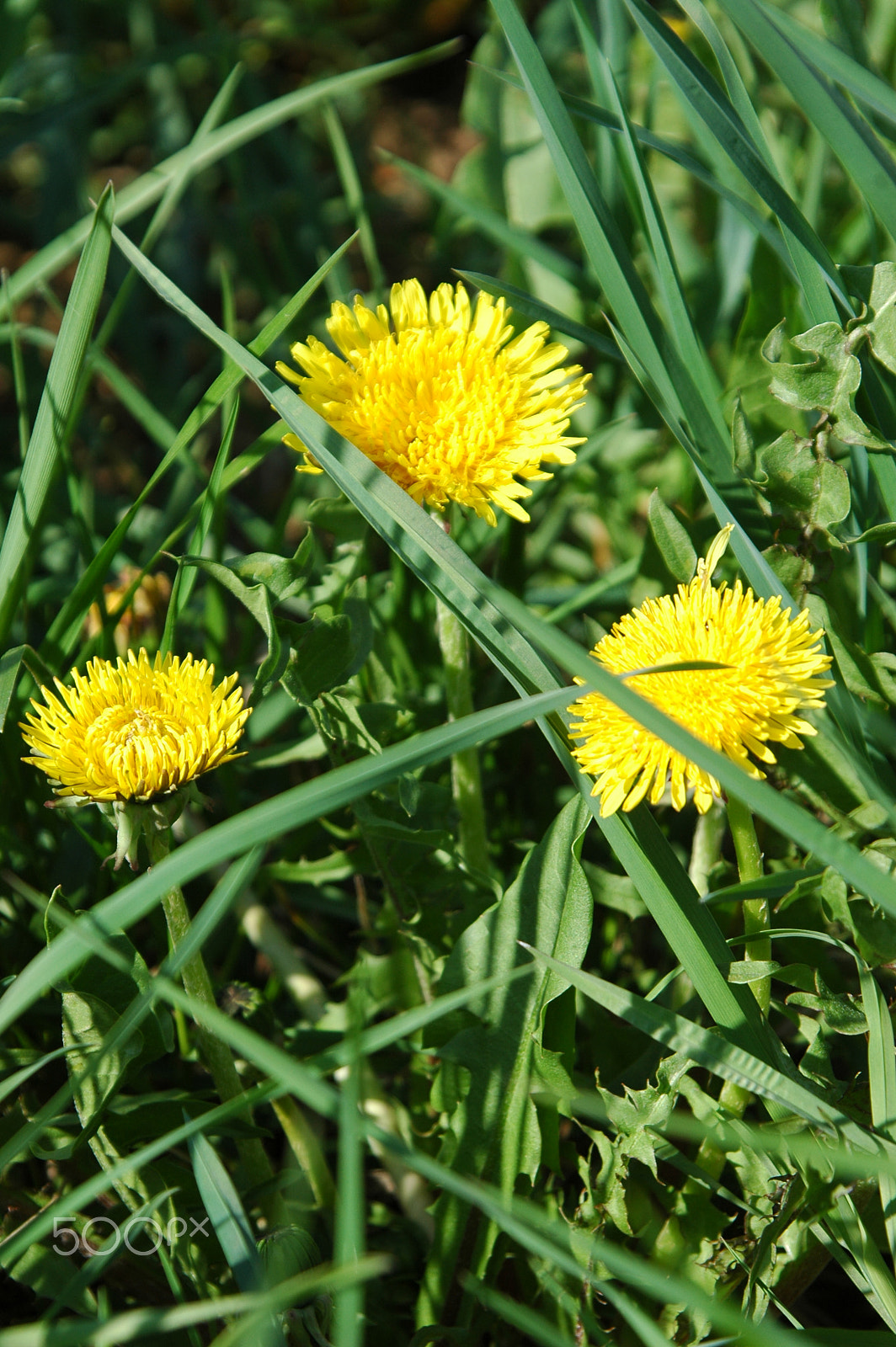 Nikon D70s sample photo. Yellow dandelions photography
