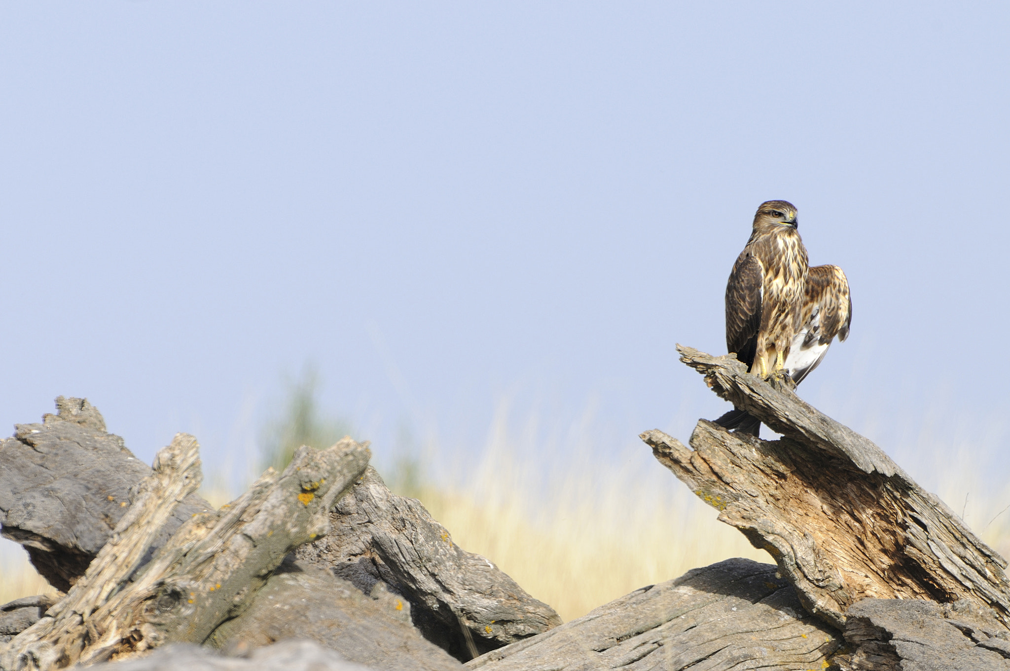 Nikon AF-S Nikkor 400mm F2.8G ED VR II sample photo. Busardo ratonero (buteo buteo) photography