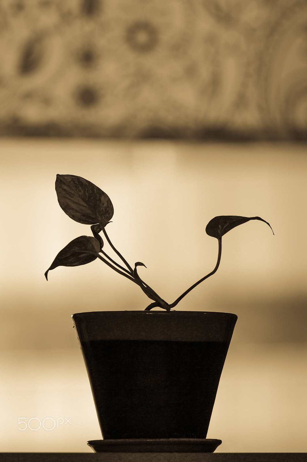 Canon EOS 650D (EOS Rebel T4i / EOS Kiss X6i) sample photo. Happy little fern photography