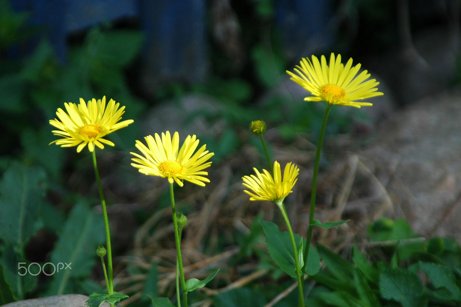 Nikon D70s sample photo. Beautiful yellow flowers photography