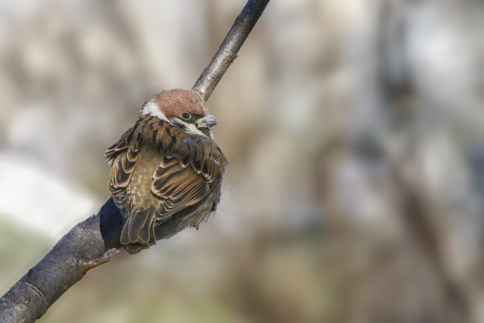 Canon EF 70-200mm F4L IS USM sample photo. Sparrow photography