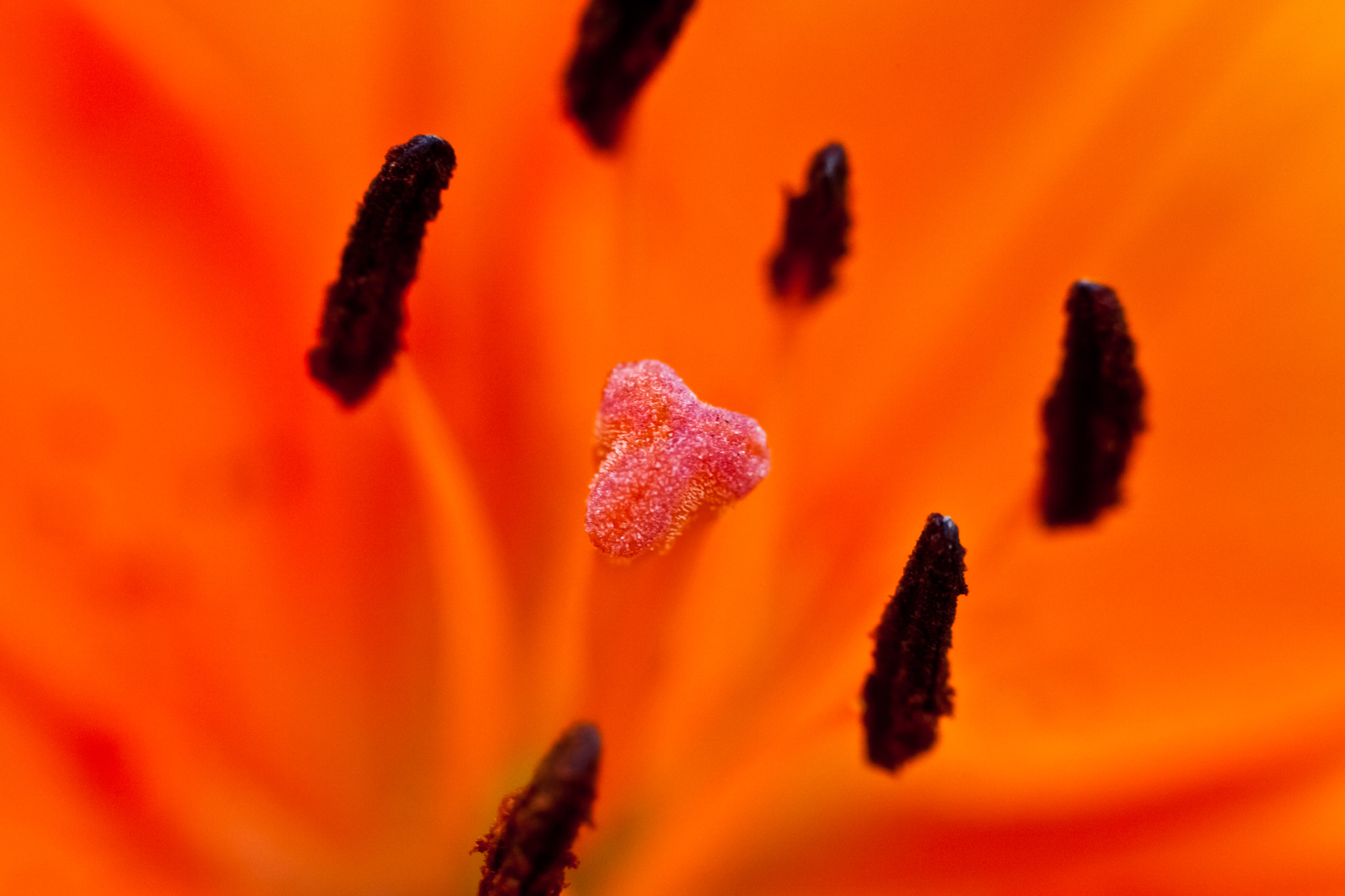 Canon EF 50mm f/1.8 sample photo. Orange photography