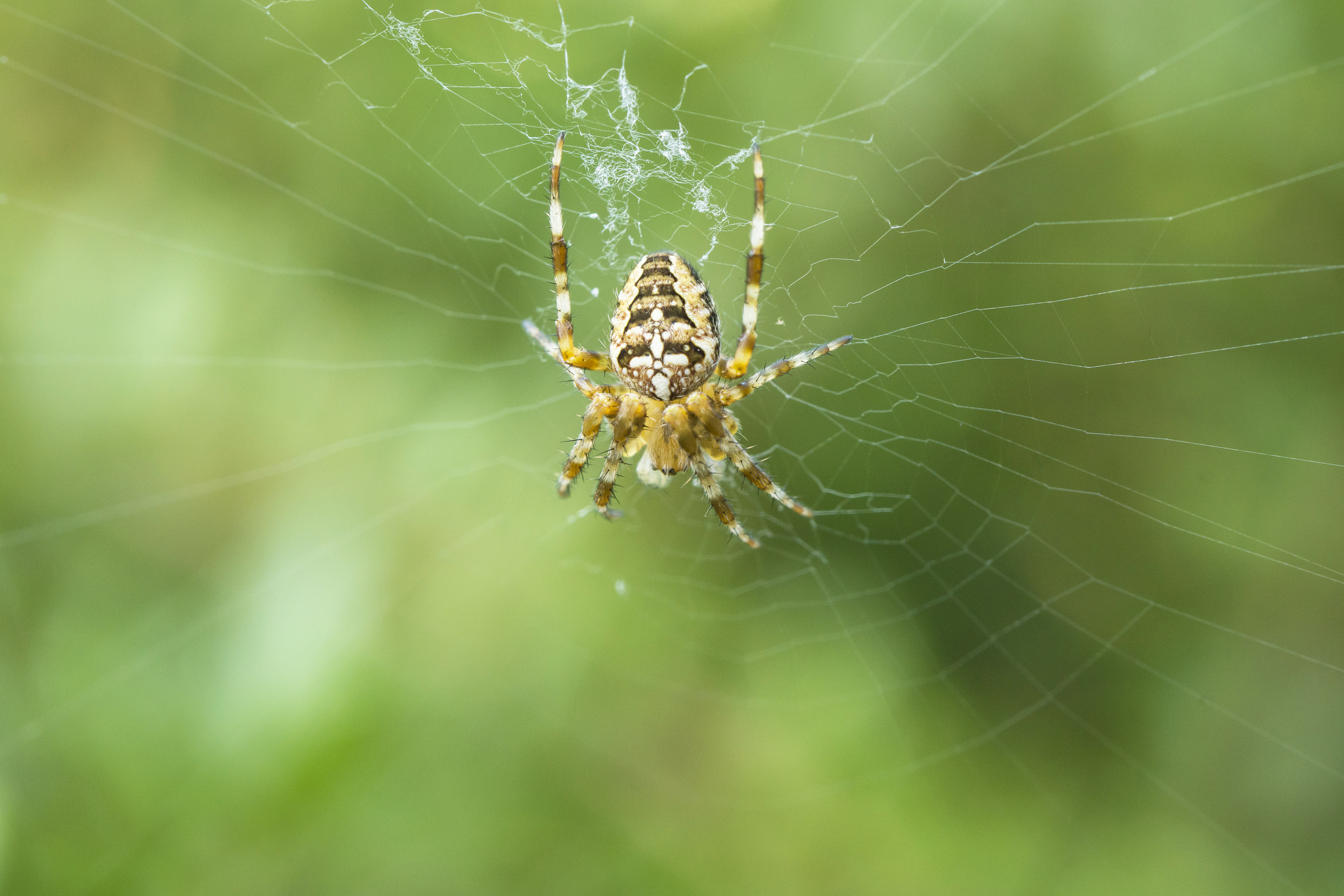 Tamron Lens (255) sample photo. Cross spider photography