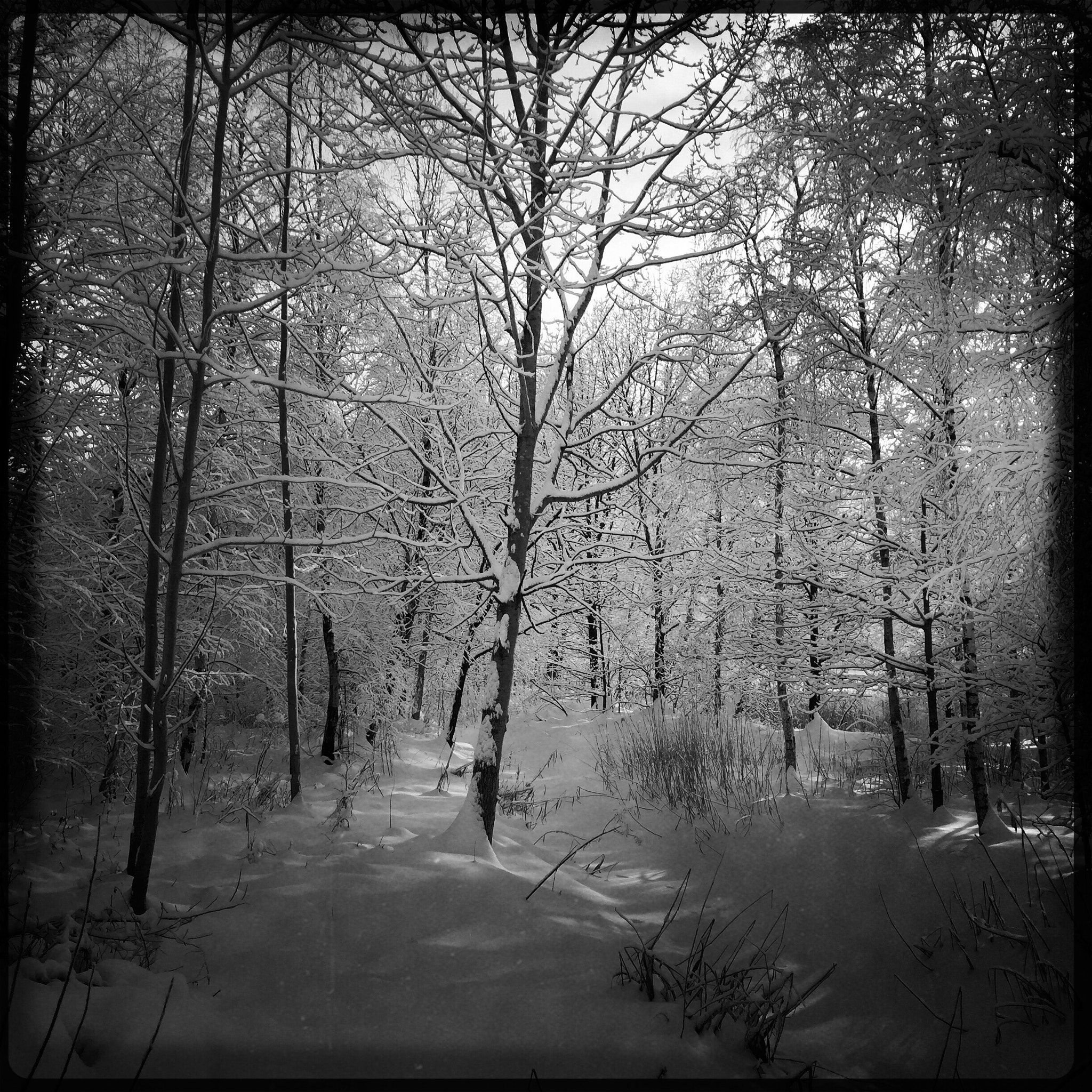 Hipstamatic 305 sample photo. Trees photography