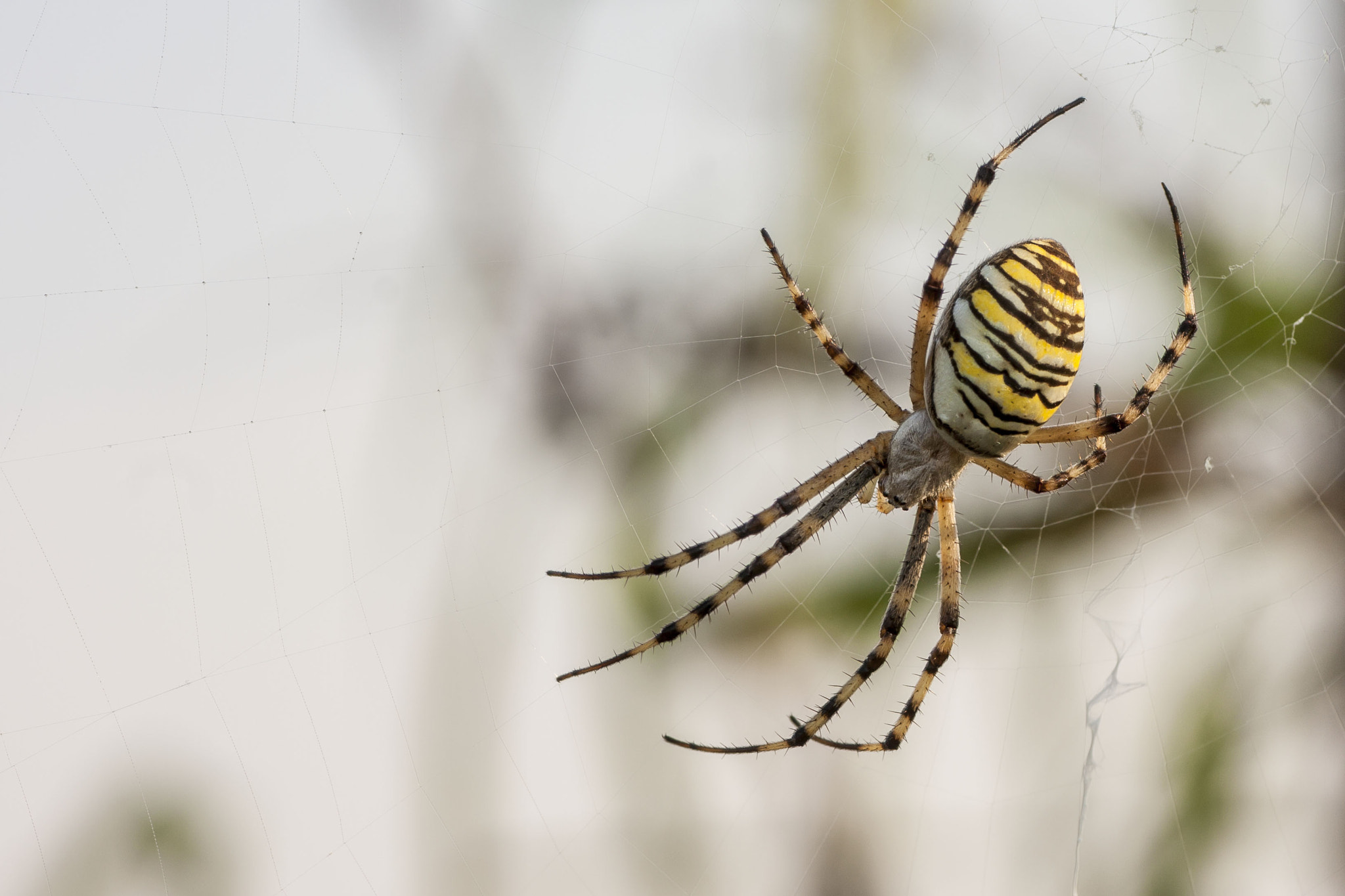 Canon EOS 40D + Tamron SP AF 90mm F2.8 Di Macro sample photo. Argiope photography