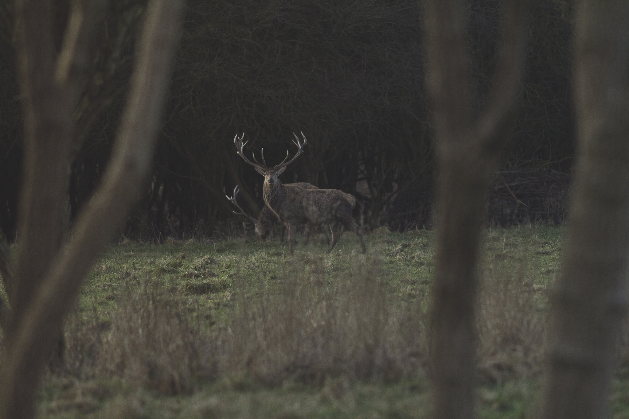 Canon EOS 60D + Canon EF 200mm F2.8L II USM sample photo. Deer photography