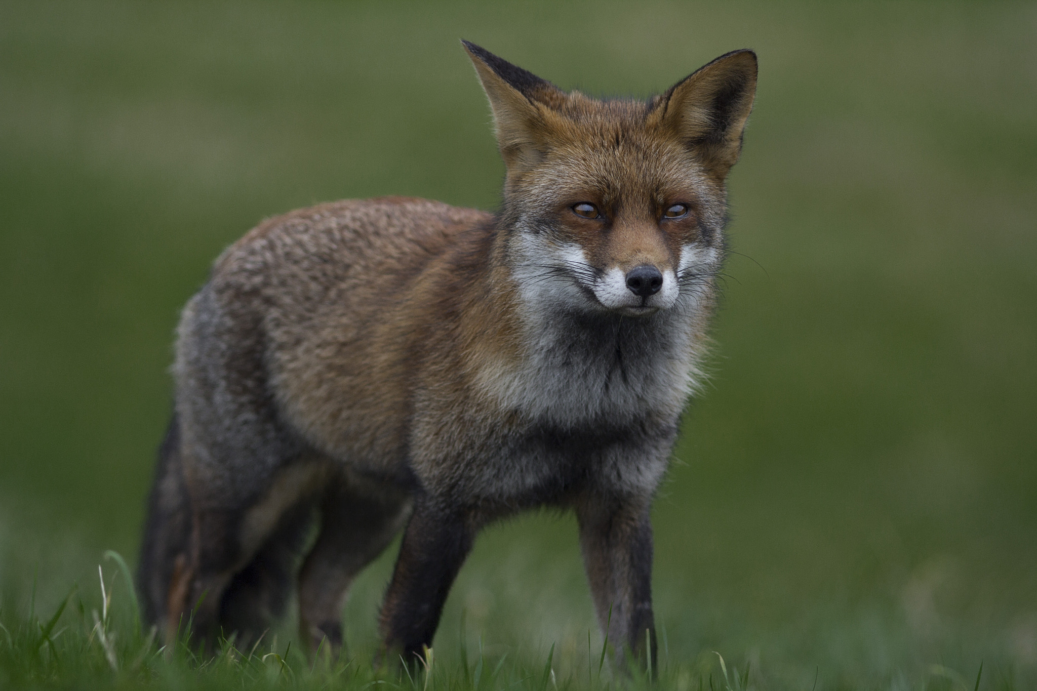 Canon EOS 60D + Canon EF 200mm F2.8L II USM sample photo. Fox photography