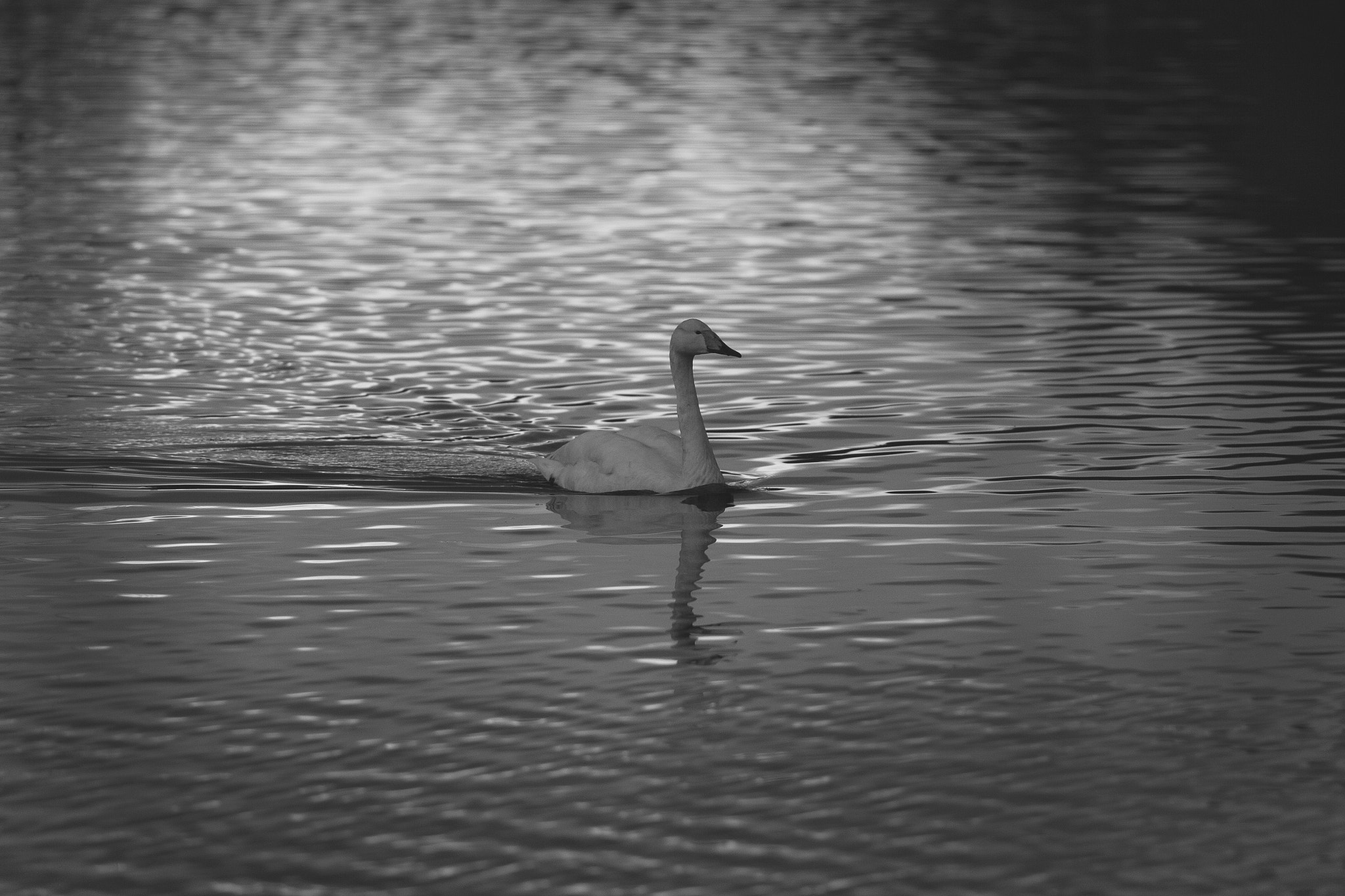 Canon EOS 60D + Canon EF 200mm F2.8L II USM sample photo. Wild swan photography