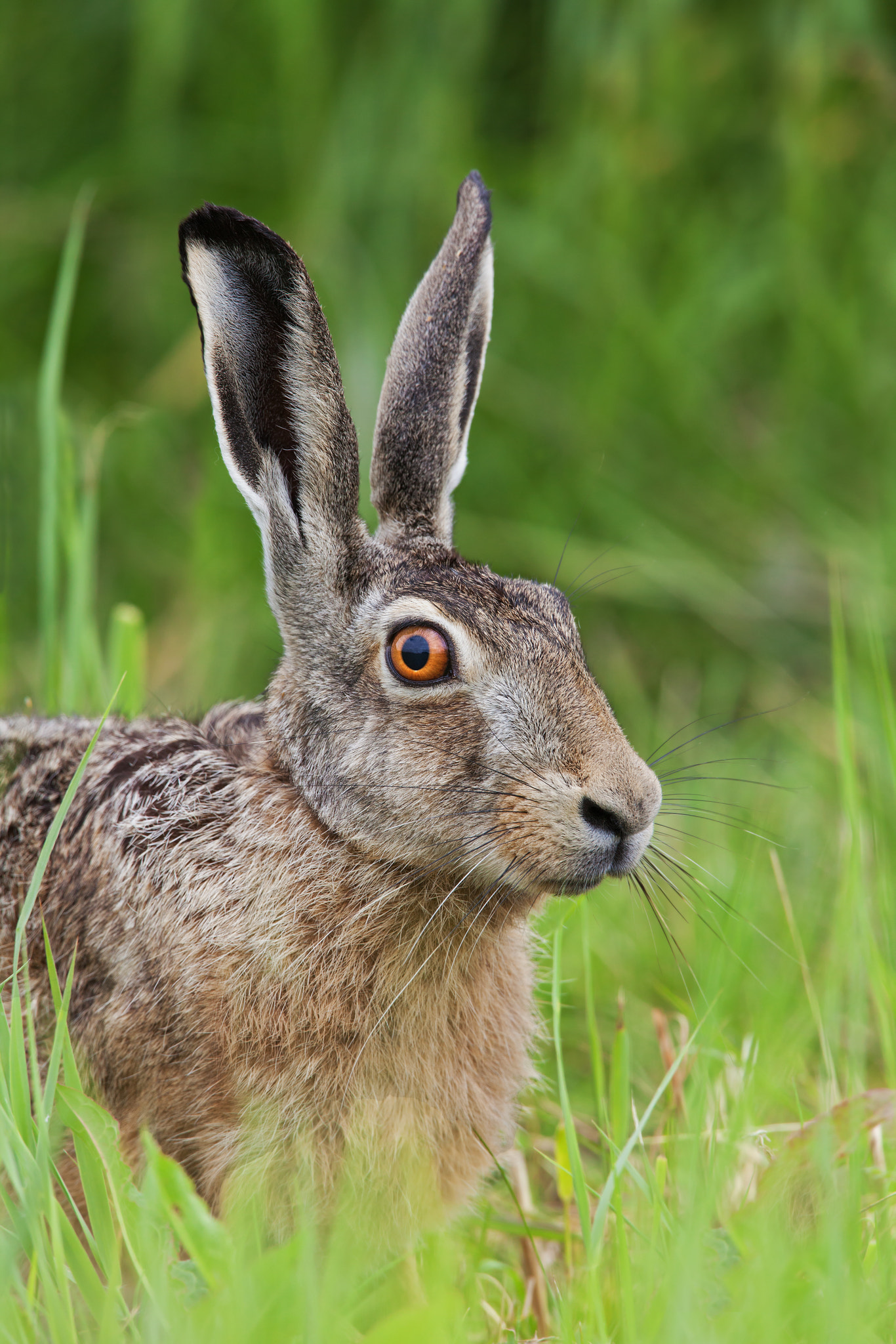 Canon EF 500mm F4L IS USM sample photo. European hare photography