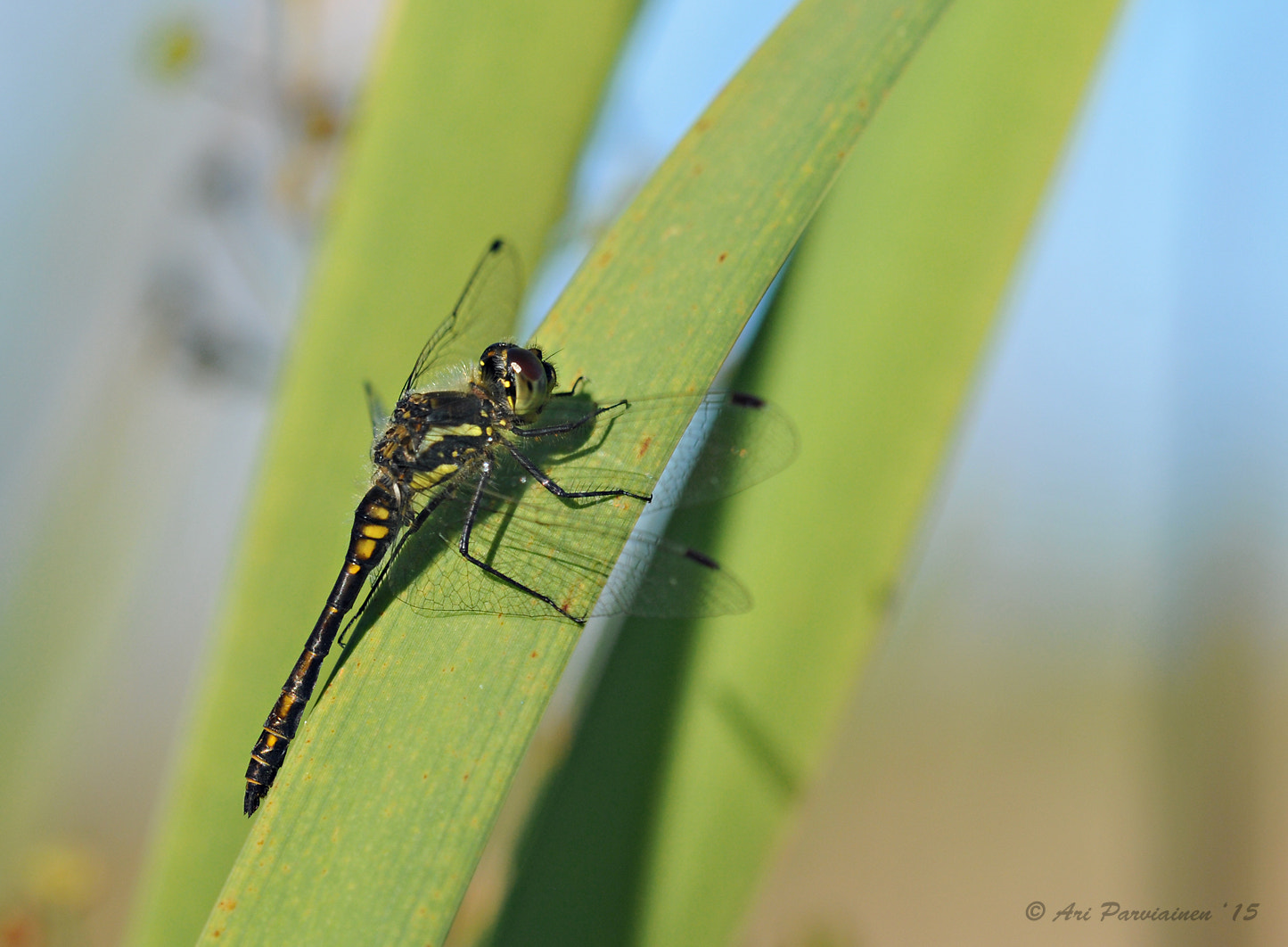 Sigma 150mm F2.8 EX DG OS Macro HSM sample photo. Steady grip photography