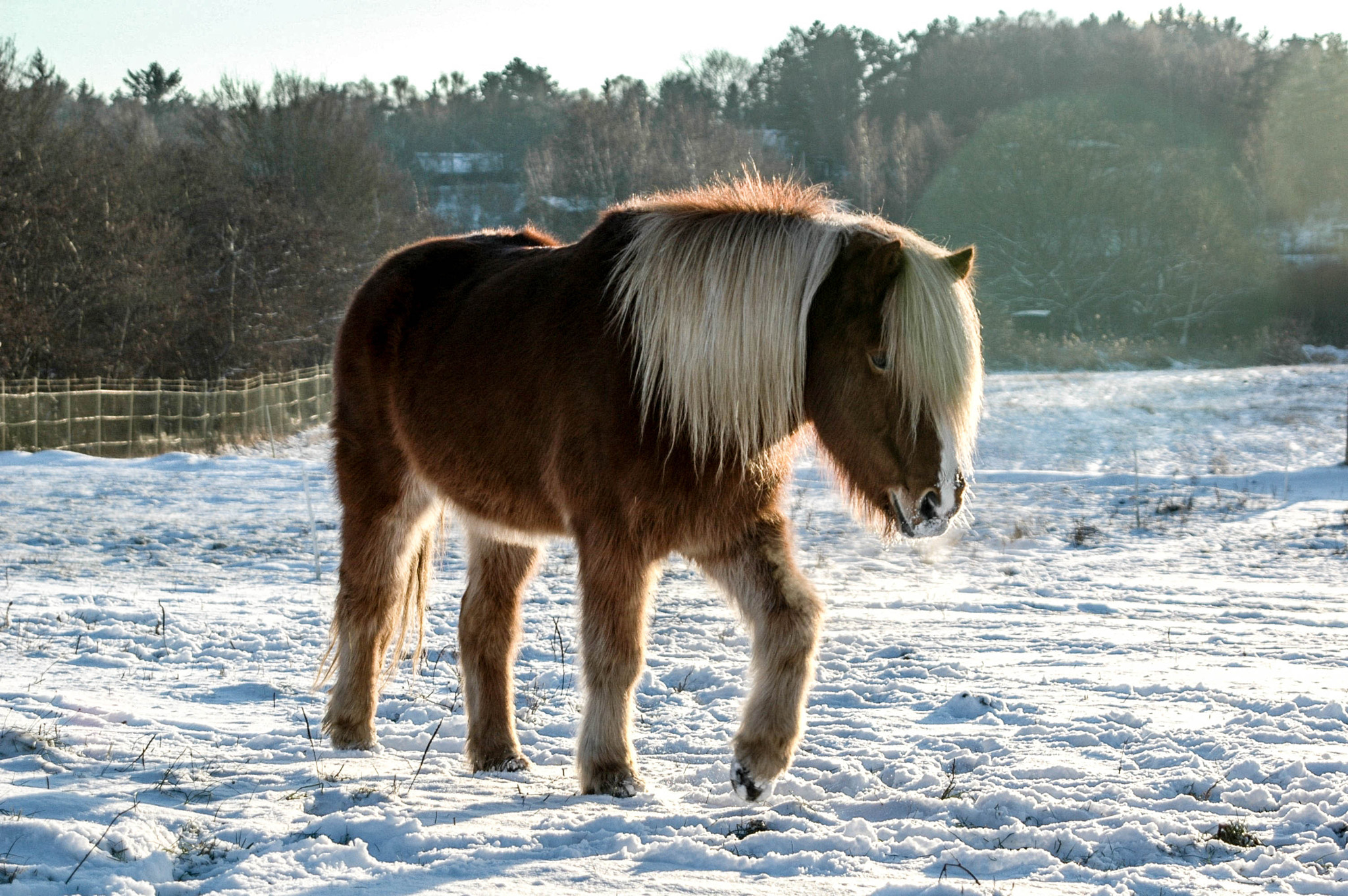 Nikon D70s sample photo. Icelandic horse in the snow photography
