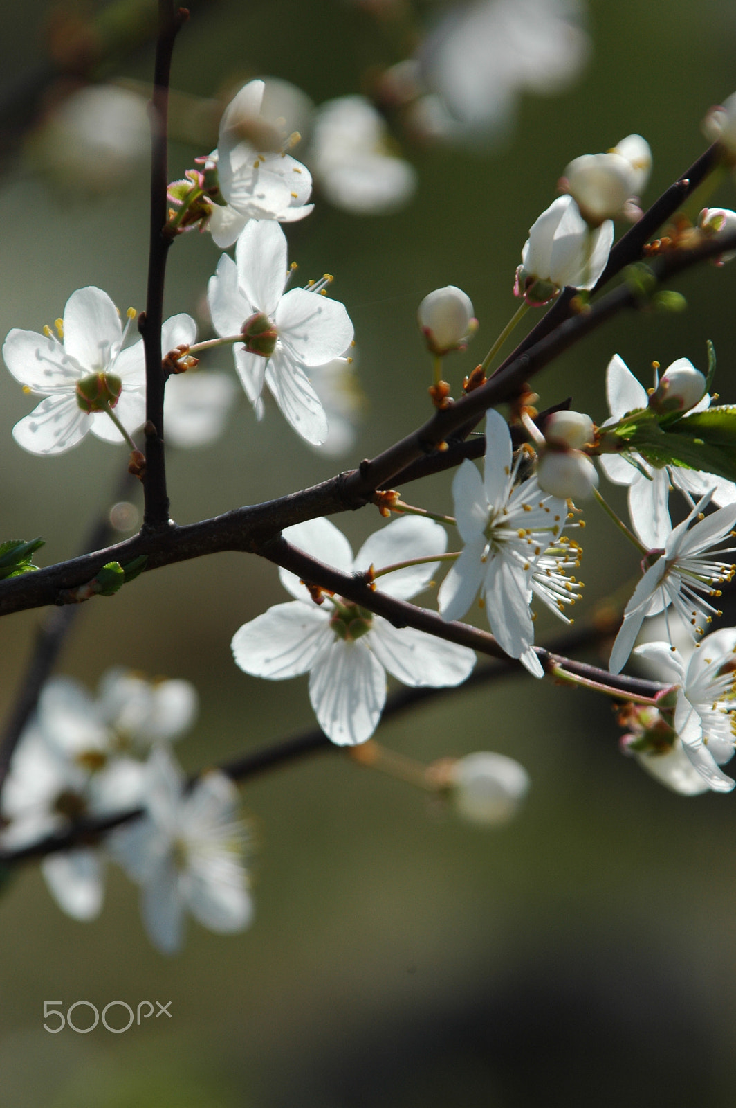 Nikon D70s sample photo. Spring flowers photography