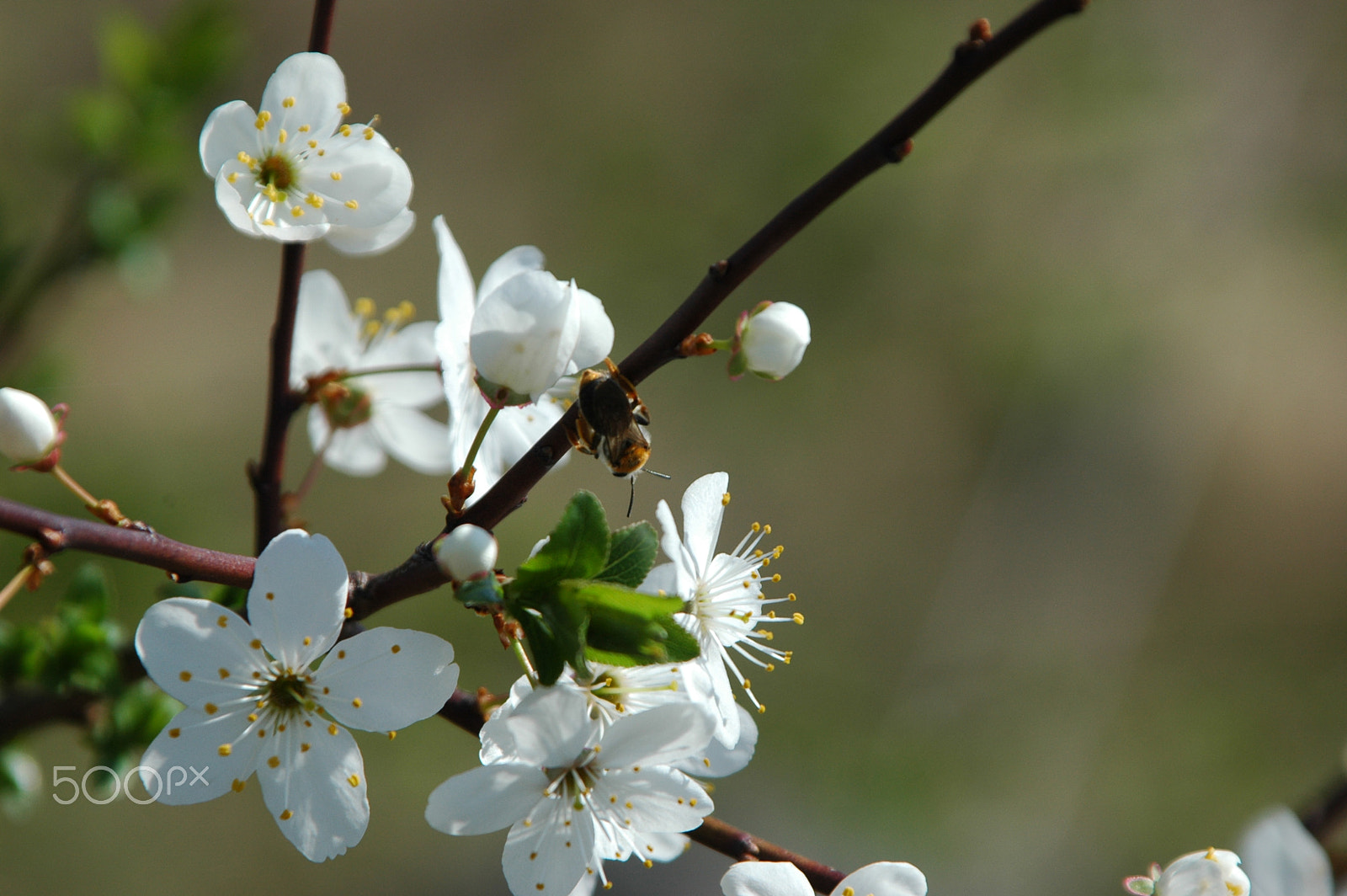 Nikon D70s sample photo. Spring flowers photography
