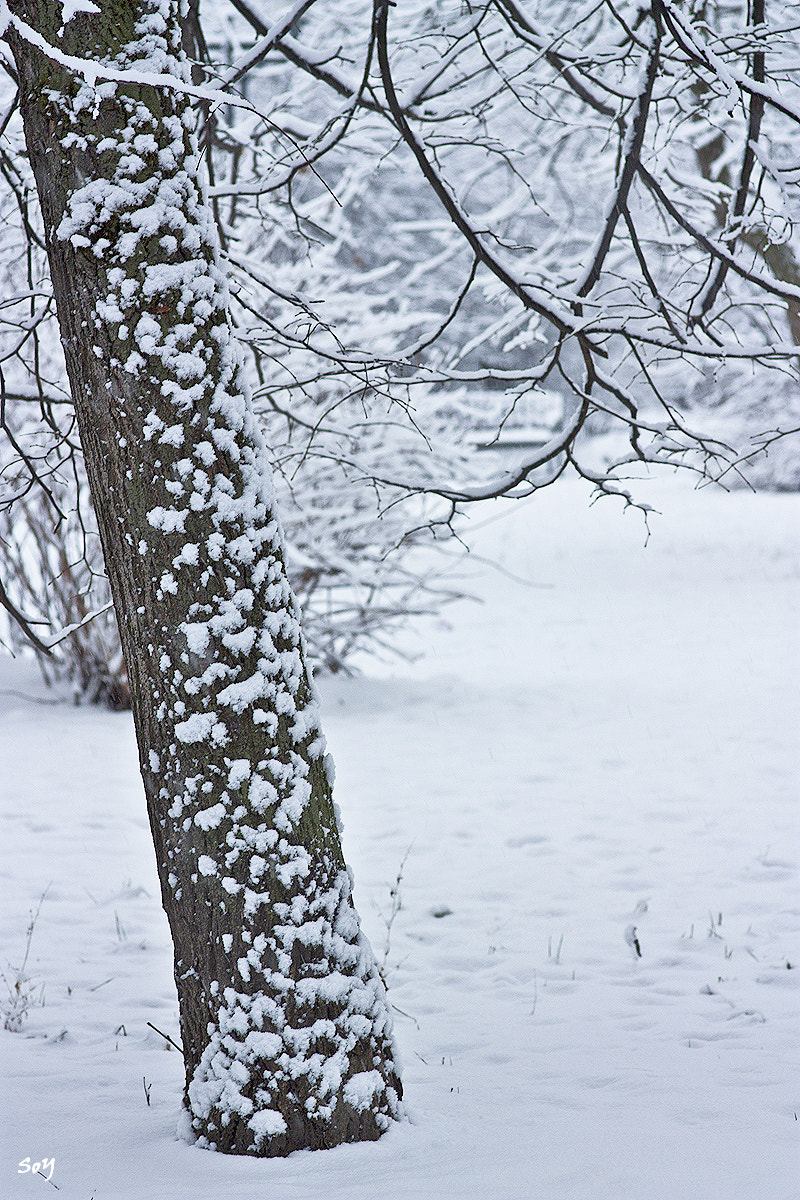Sigma 85mm F1.4 EX DG HSM sample photo. Paisaje de invierno. photography
