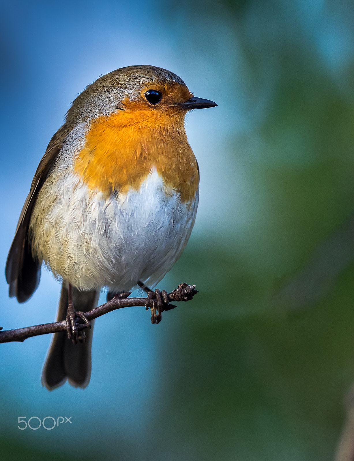 Olympus OM-D E-M1 + OLYMPUS 300mm Lens sample photo. Bully boy robbie photography