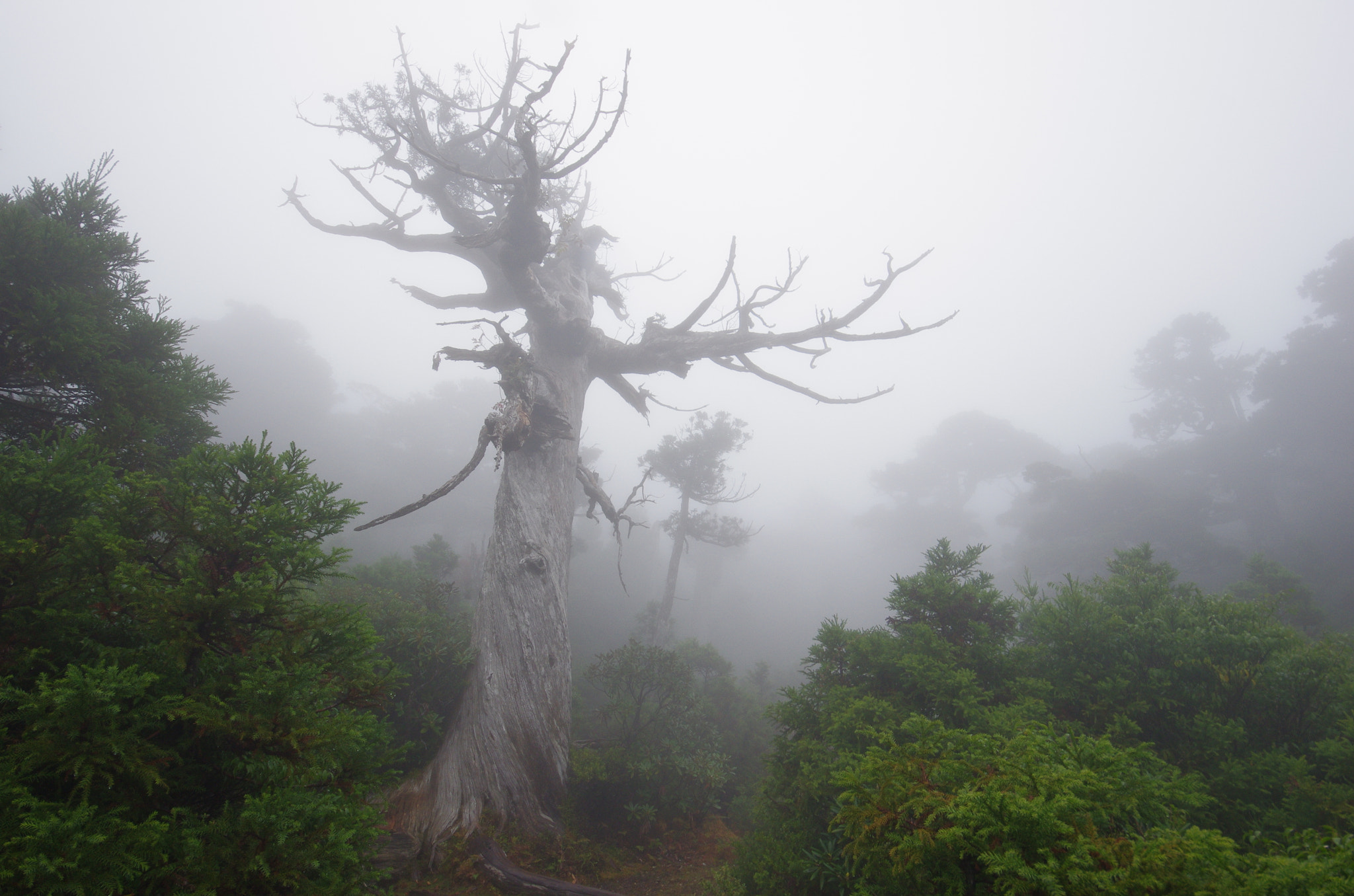 Sigma 8-16mm F4.5-5.6 DC HSM sample photo. Yakushima photography