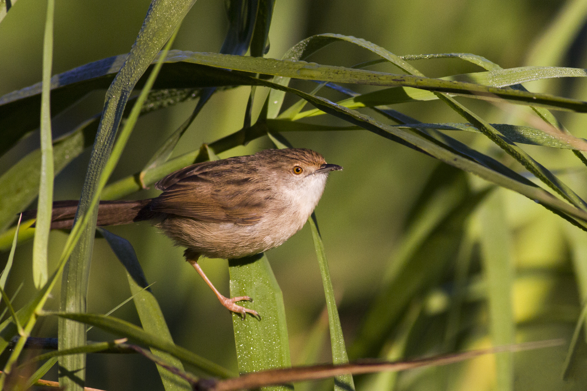 Canon EOS 60D + Canon EF 400mm F5.6L USM sample photo. Graceful prinia photography