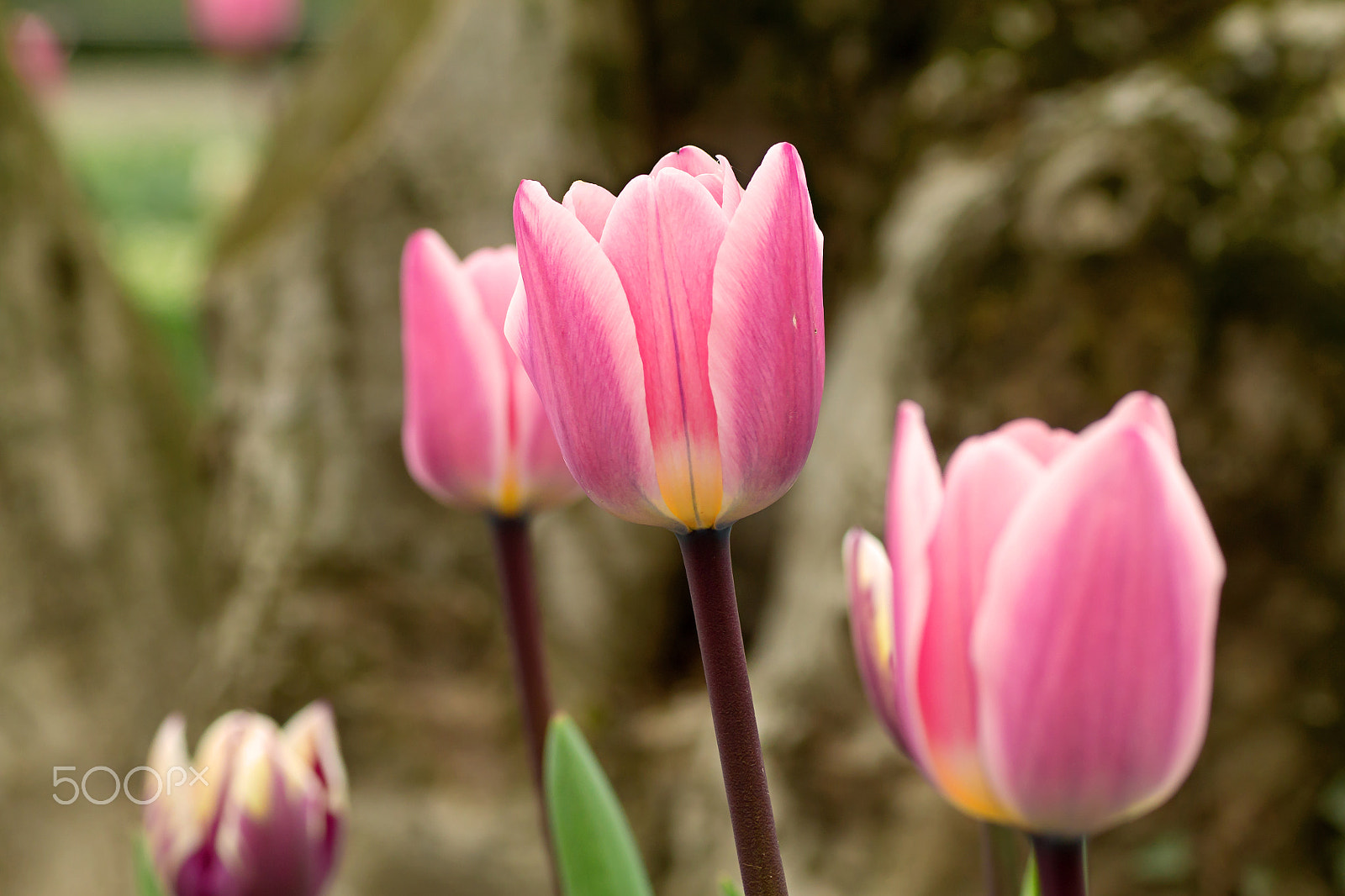 Canon EOS 1100D (EOS Rebel T3 / EOS Kiss X50) + Tamron SP AF 90mm F2.8 Di Macro sample photo. Tulips photography