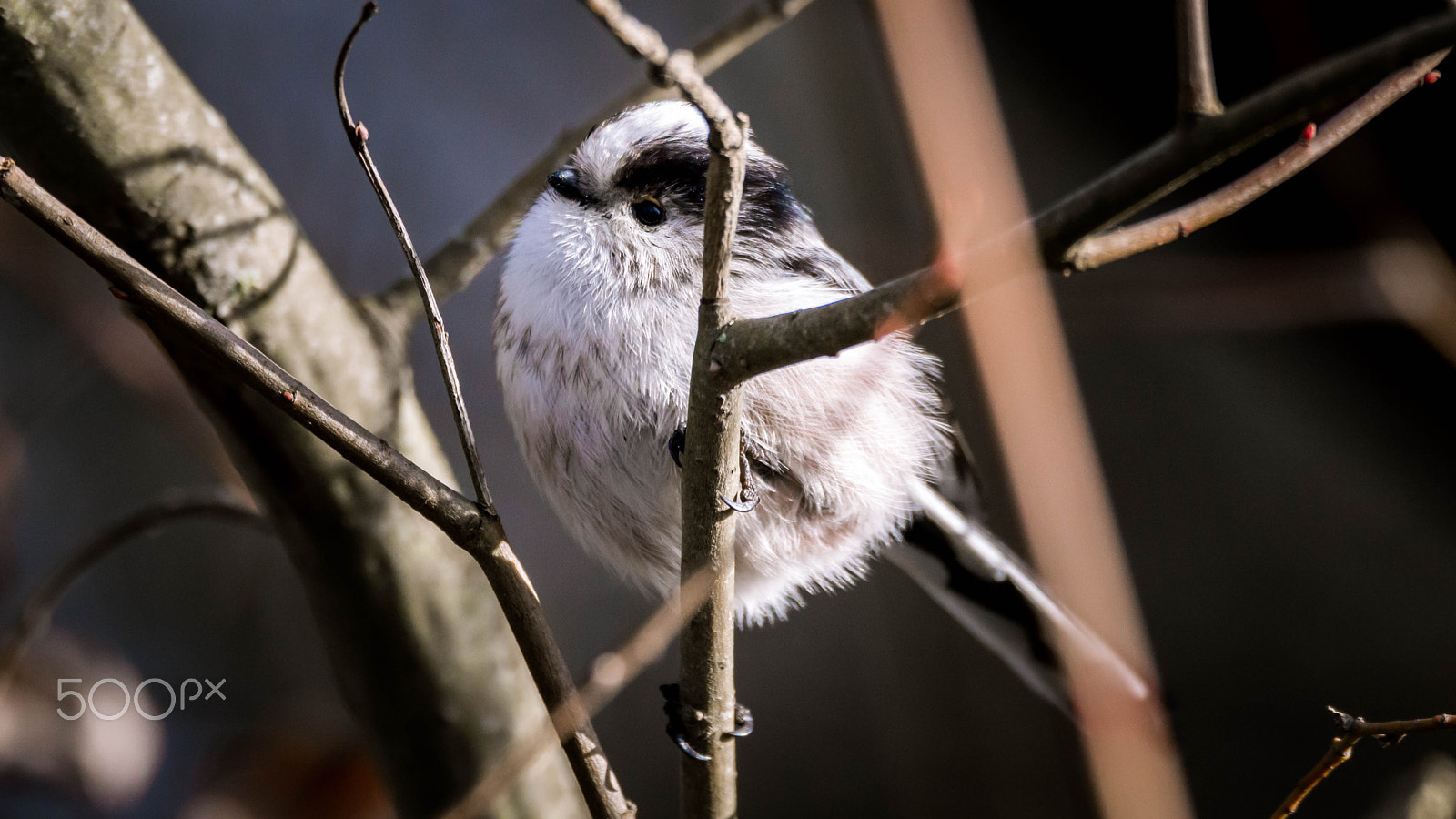Sigma 150-600mm F5-6.3 DG OS HSM | C sample photo. Snow ball photography