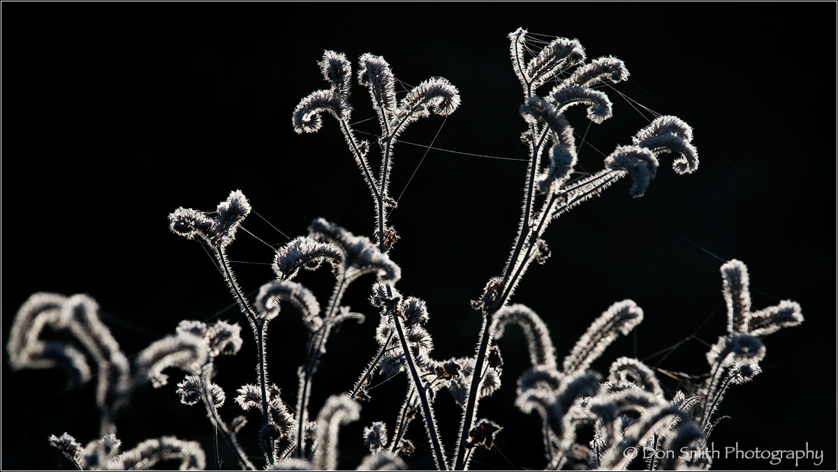 Sigma 150-600mm F5-6.3 DG OS HSM | C sample photo. Webbed coastal scrub photography