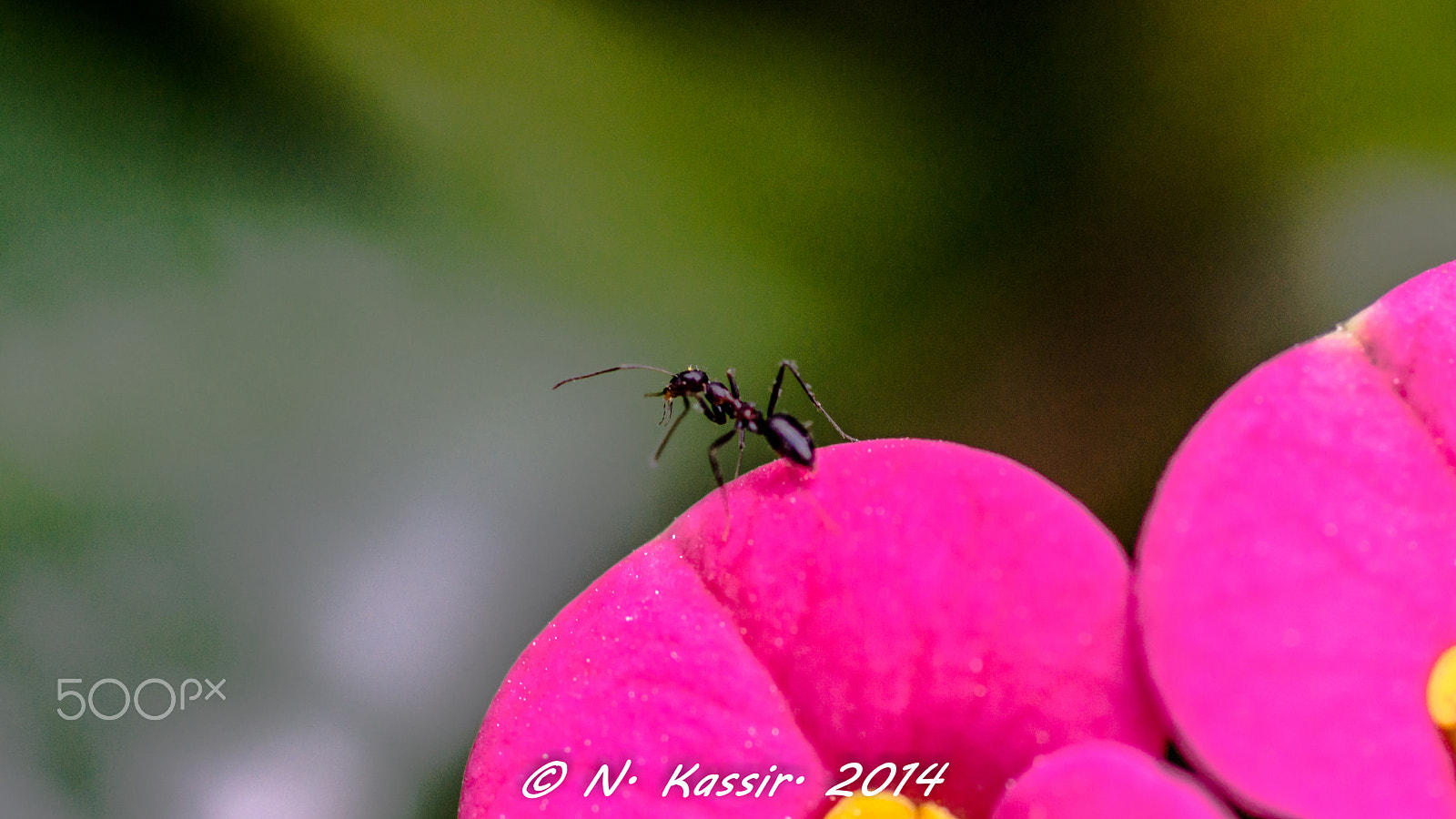 Sony SLT-A65 (SLT-A65V) + Sony 100mm F2.8 Macro sample photo. The ant photography