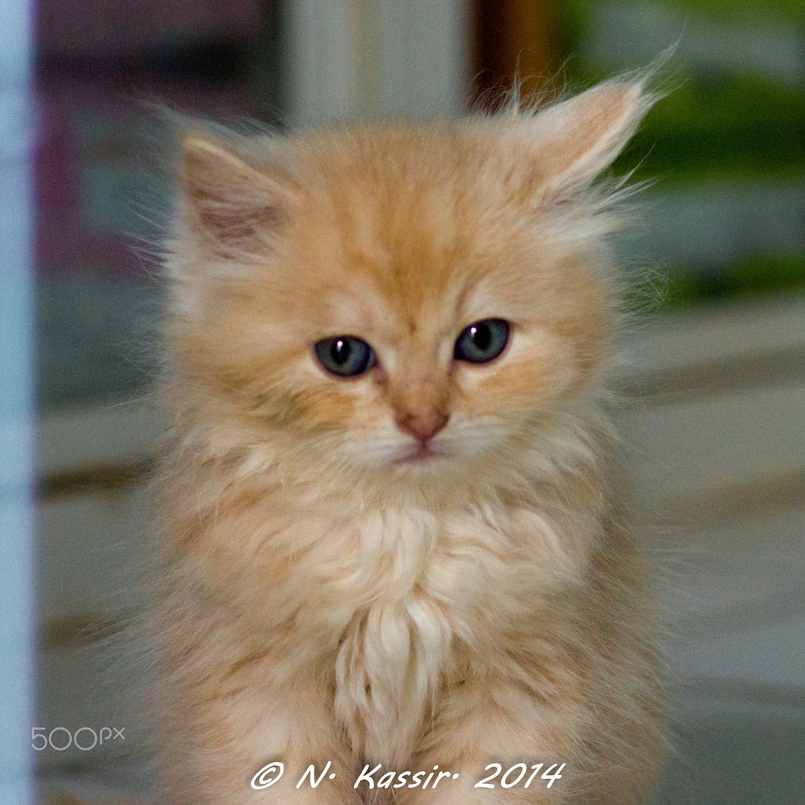 Sony SLT-A65 (SLT-A65V) + Sony 100mm F2.8 Macro sample photo. Cute kitten photography