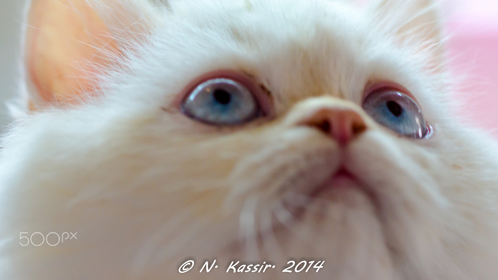 Sony SLT-A65 (SLT-A65V) + Sony 100mm F2.8 Macro sample photo. Blue eyes photography