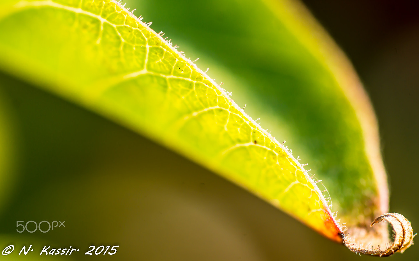 Sony SLT-A65 (SLT-A65V) + Sony 100mm F2.8 Macro sample photo. Leaf photography