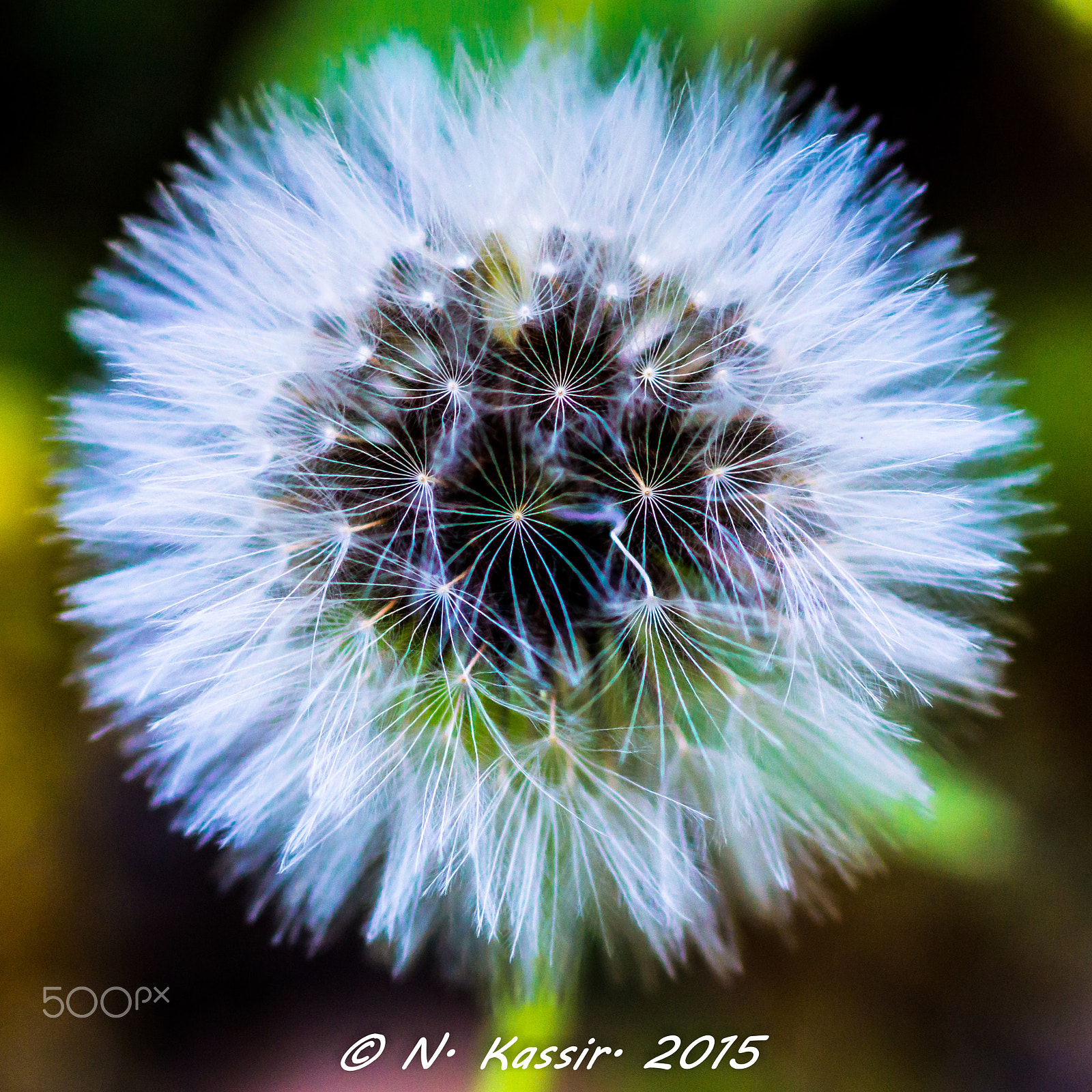 Sony SLT-A65 (SLT-A65V) + Sony 100mm F2.8 Macro sample photo. Dandelion photography