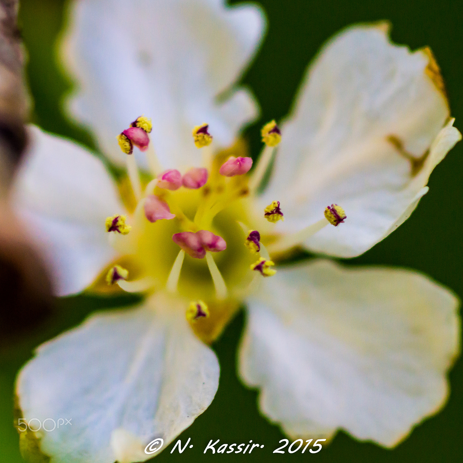 Sony SLT-A65 (SLT-A65V) + Sony 100mm F2.8 Macro sample photo. Almond photography