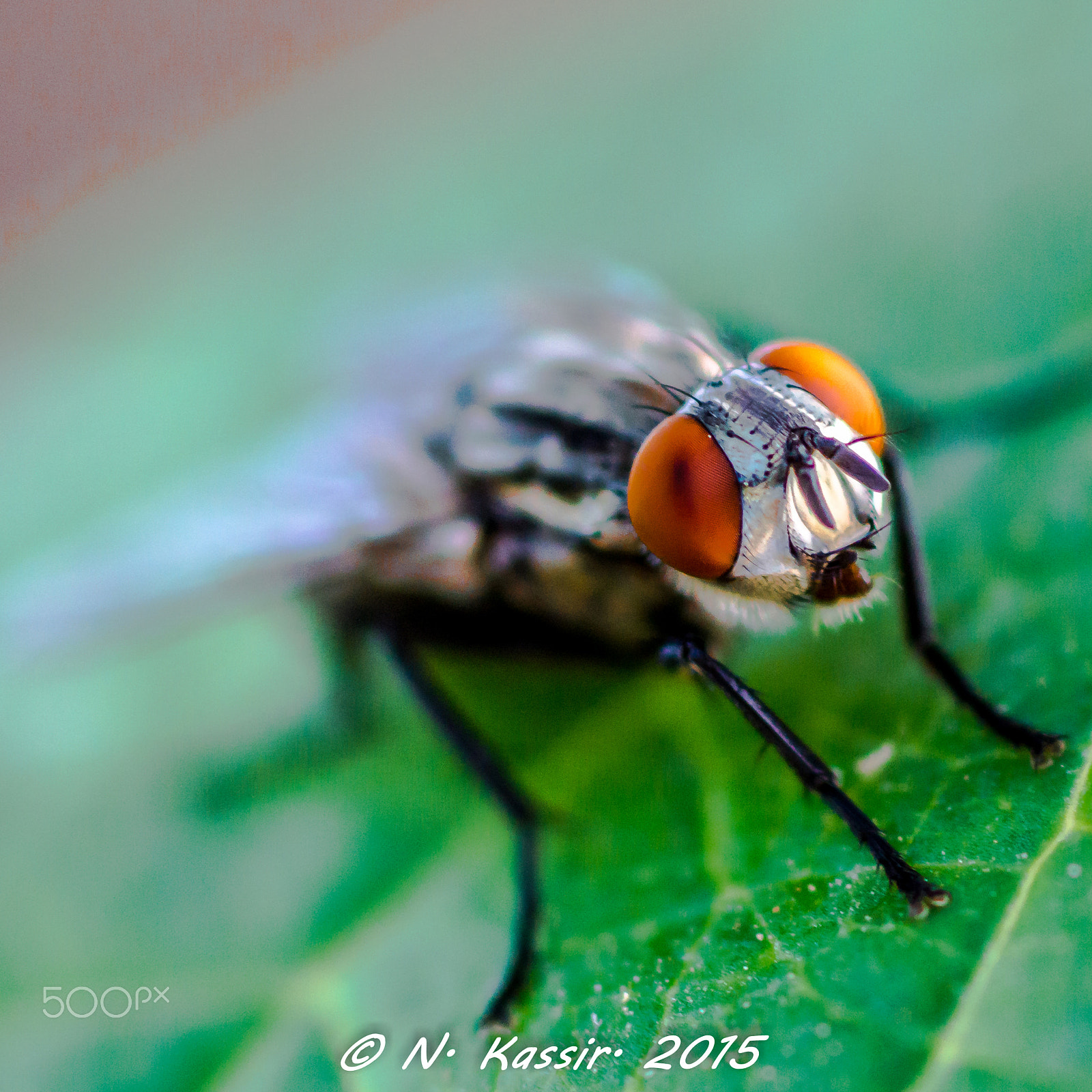 Sony SLT-A65 (SLT-A65V) + Sony 100mm F2.8 Macro sample photo. Fly photography