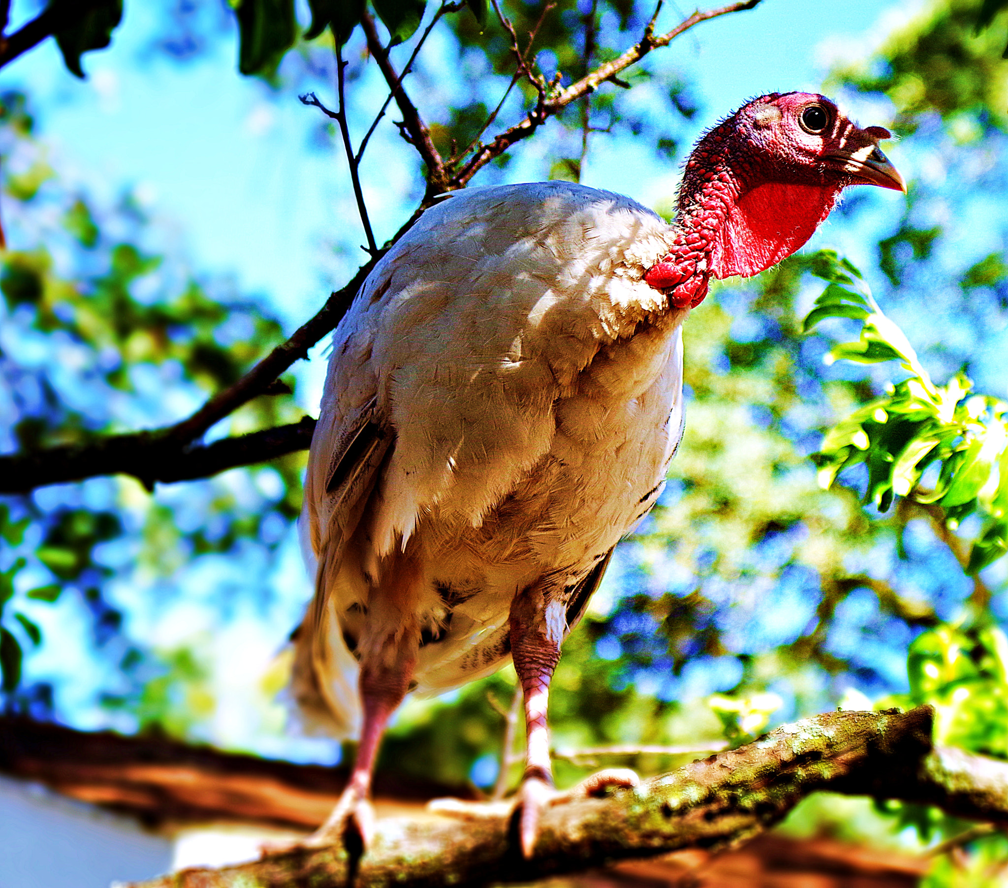 Pentax K-30 + A Series Lens sample photo. Turkey in a tree photography