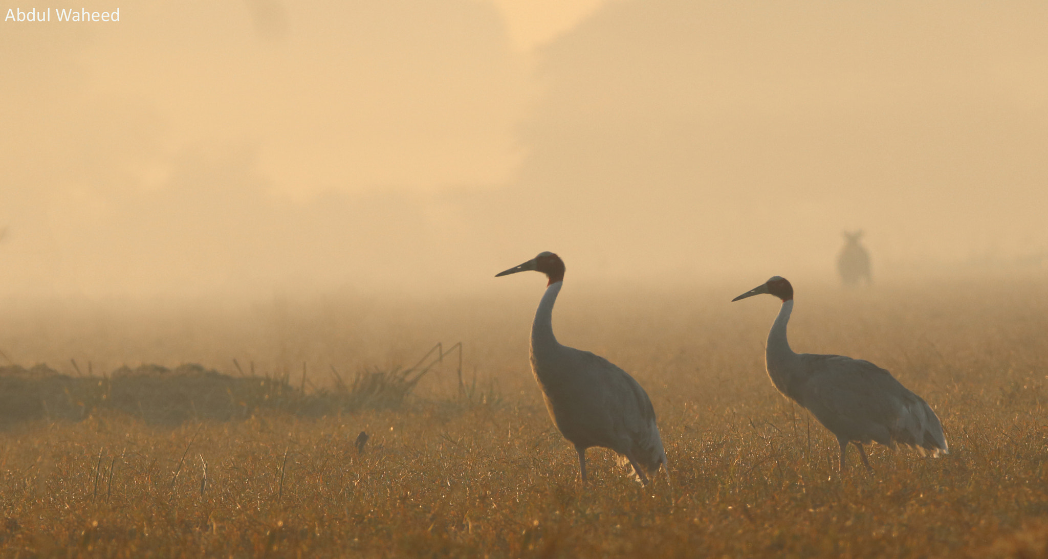 Tamron SP 150-600mm F5-6.3 Di VC USD sample photo. Sarus cranes in misty morning photography
