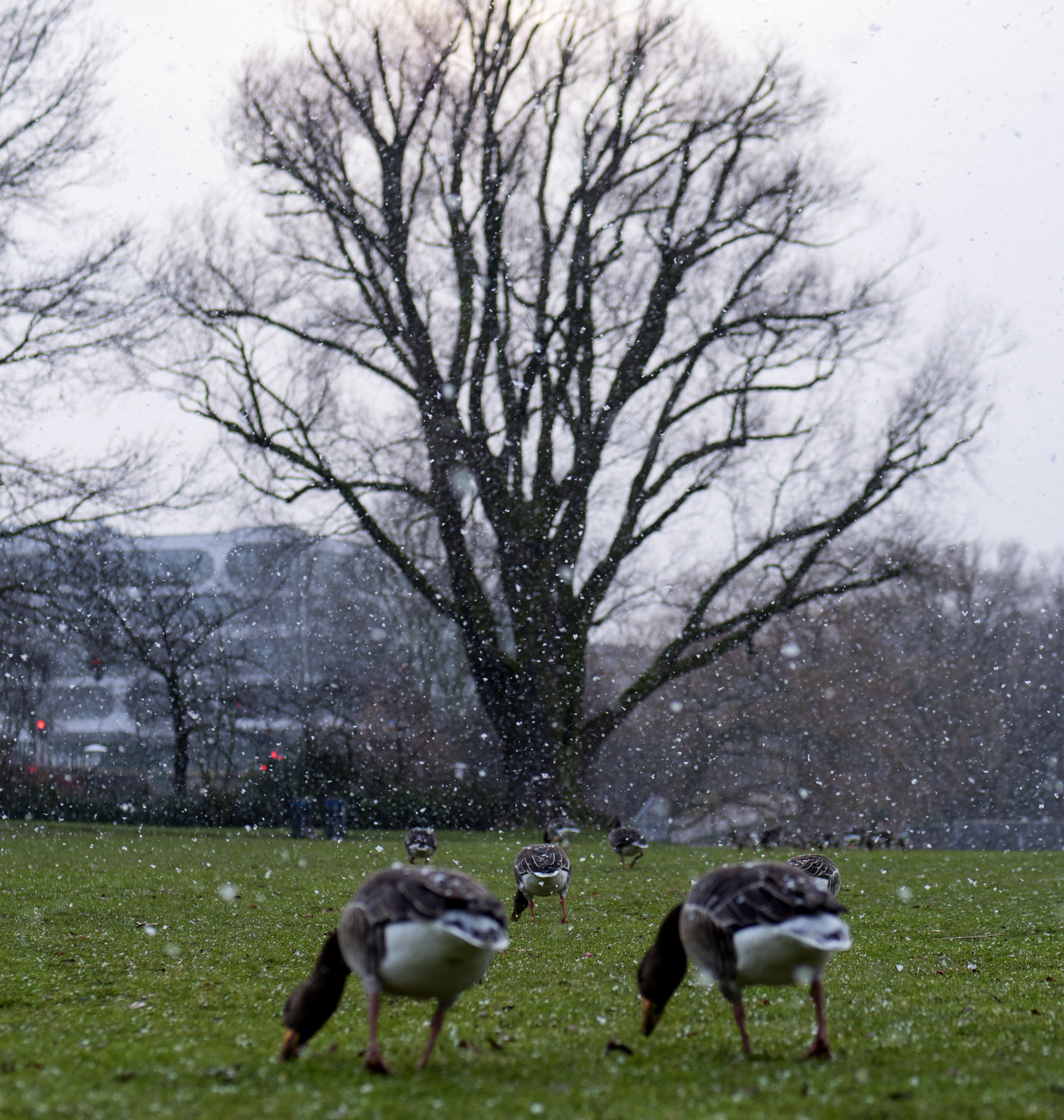 Panasonic Leica DG Nocticron 42.5mm F1.2 ASPH OIS sample photo. Snow grazers photography