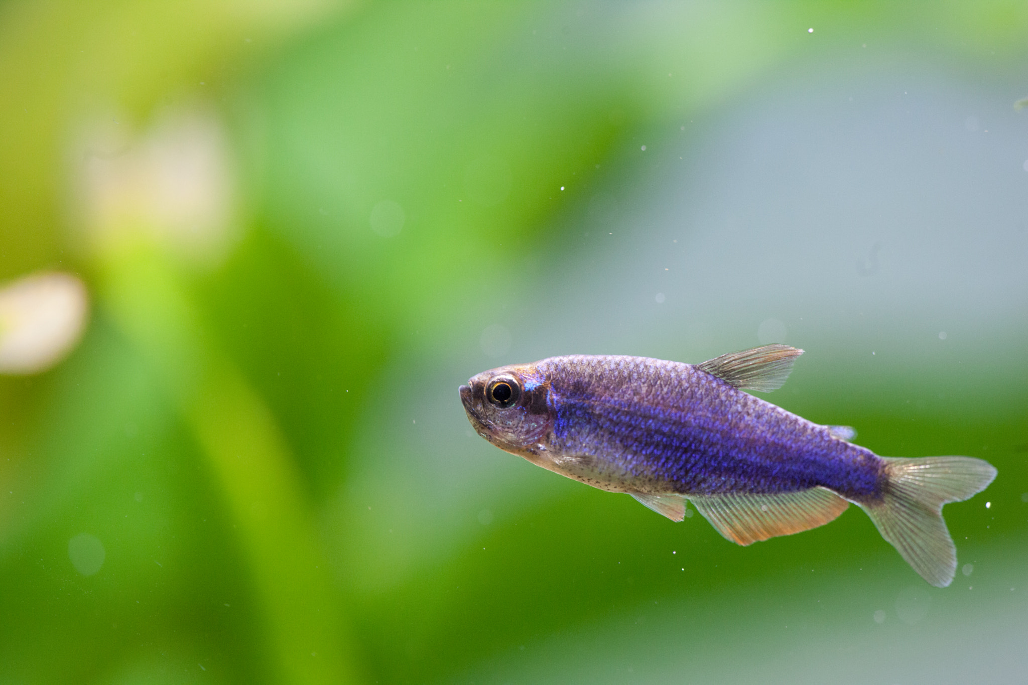 Canon EF 180mm F3.5L Macro USM sample photo. Super blue photography