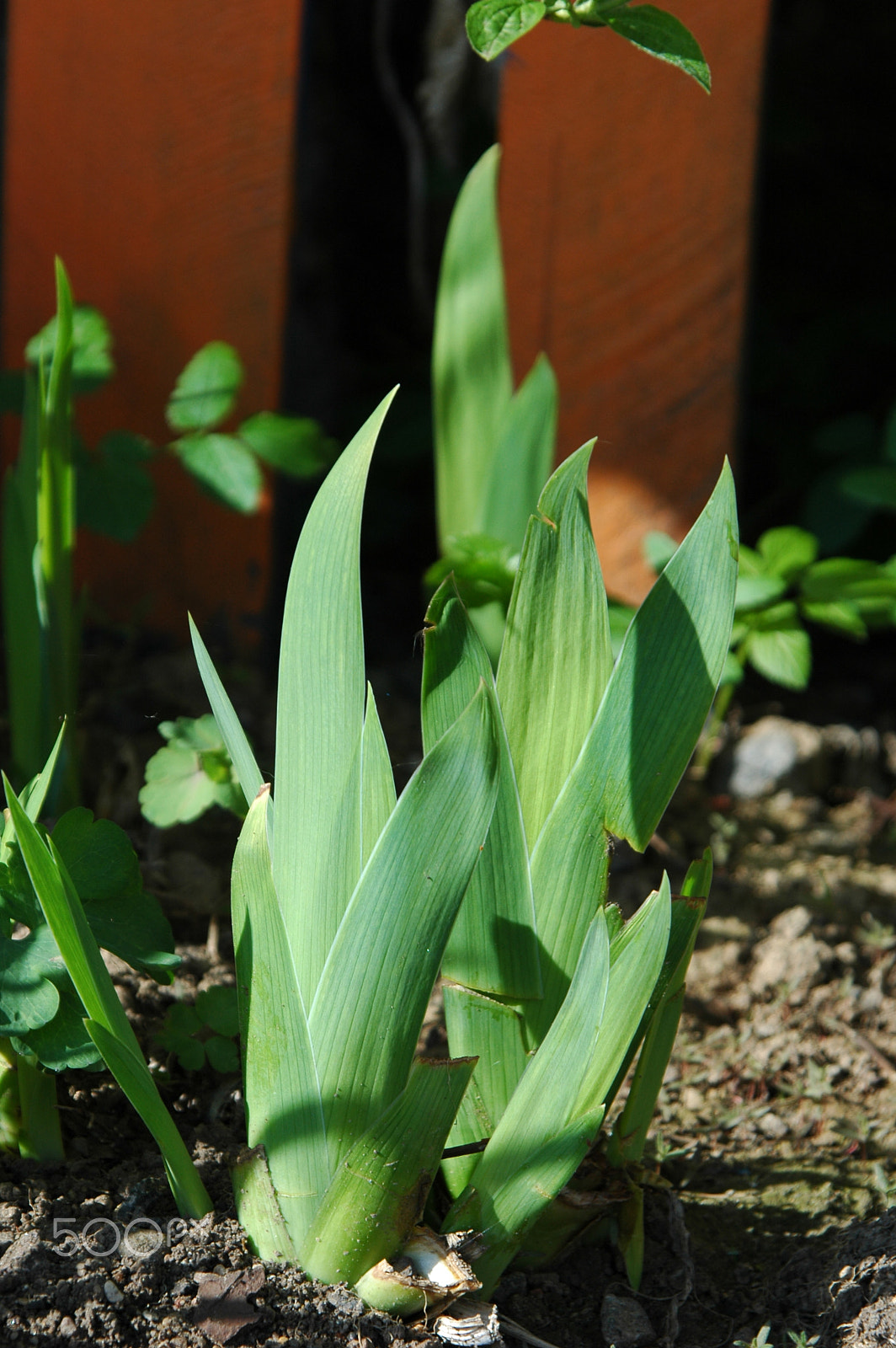 Nikon D70s sample photo. Green spring photography