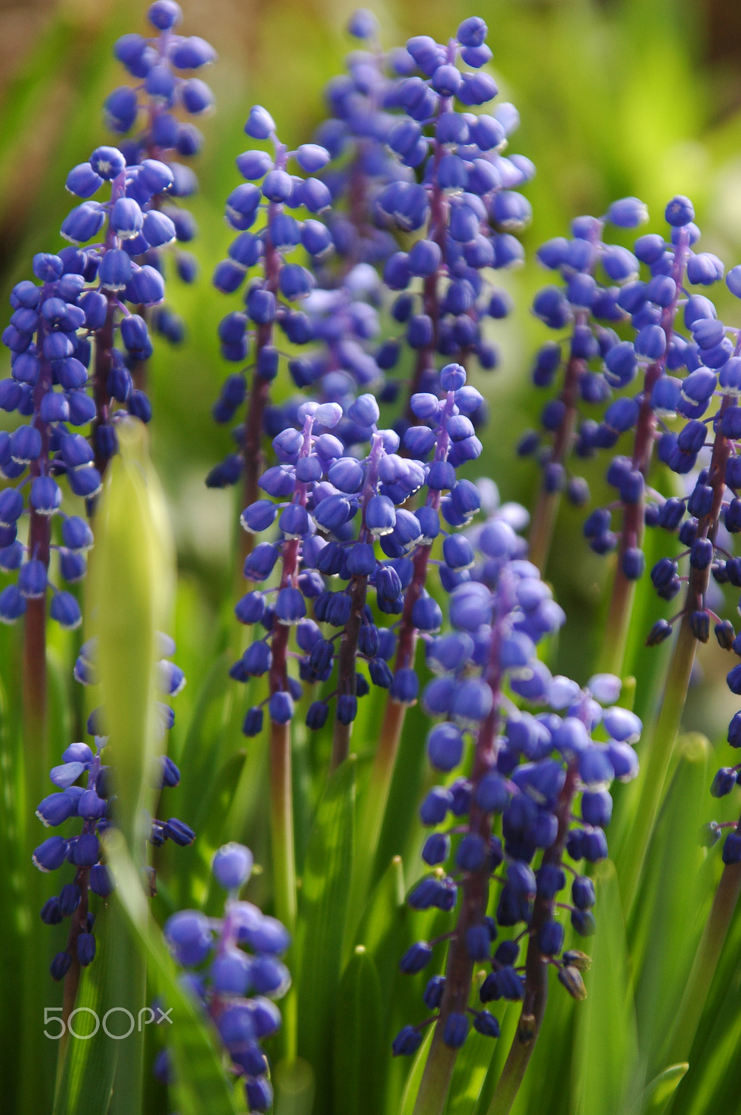 Nikon D70s sample photo. Muscari - blue spring flowers photography