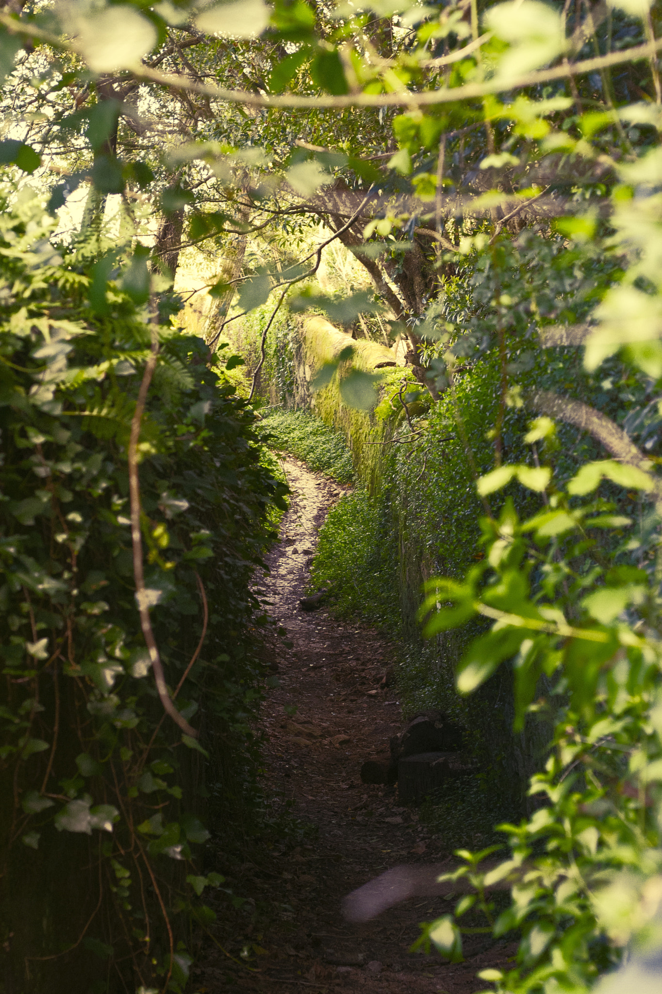 Canon EOS 30D + Canon EF 50mm F1.8 II sample photo. Forest. photography