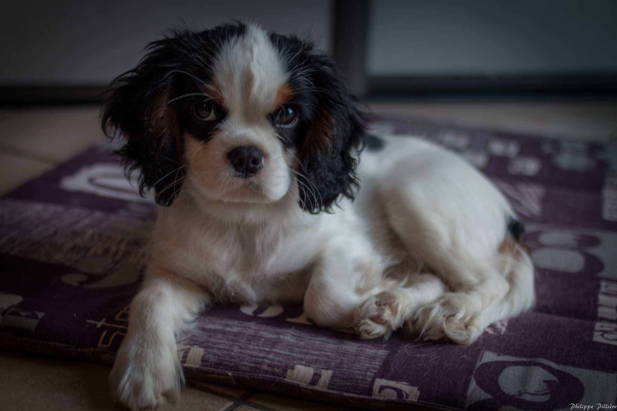 Canon EOS 70D + Canon EF 35mm F2 sample photo. Cooper photography