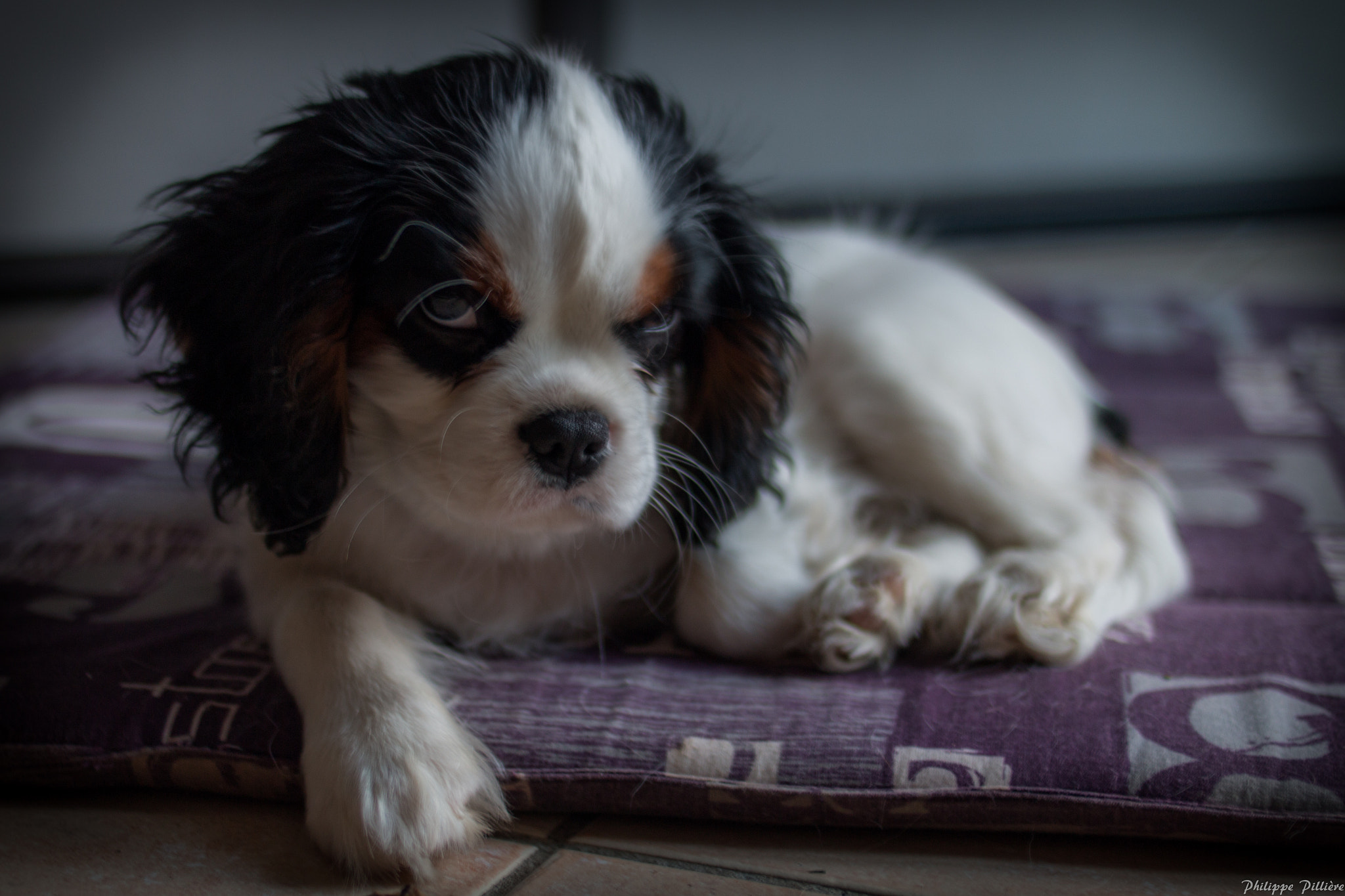 Canon EOS 70D + Canon EF 35mm F2 sample photo. Cooper photography