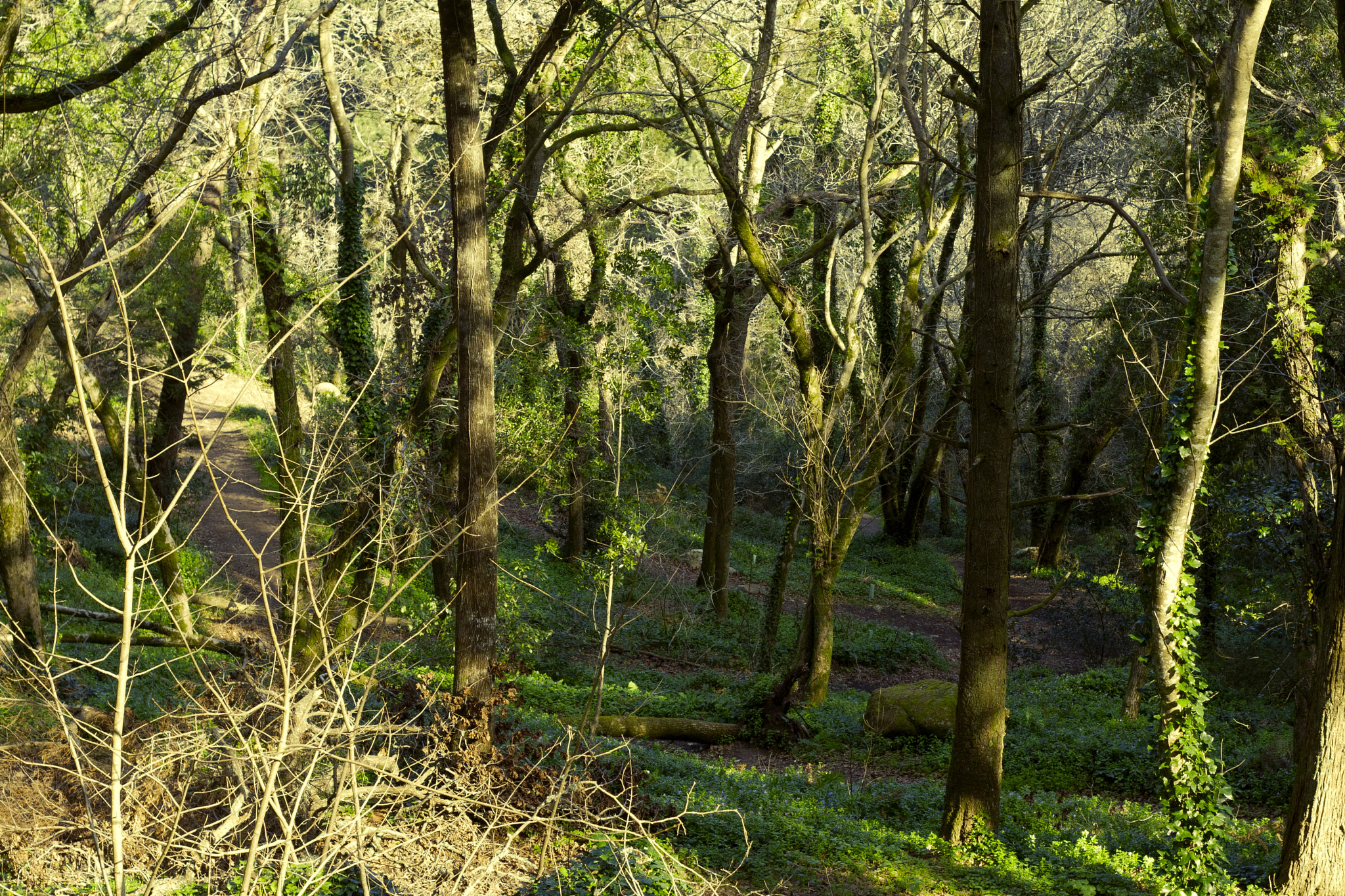 Canon EOS 30D + Canon EF 50mm F1.8 II sample photo. Forest photography