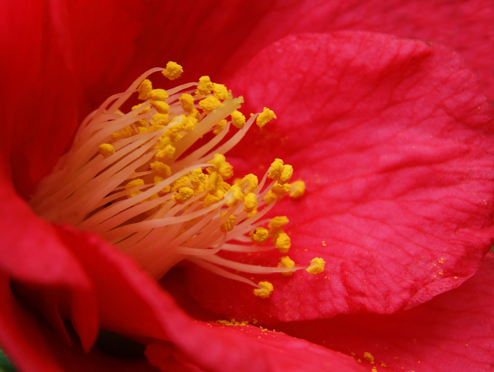 Sony Alpha DSLR-A290 + Sony DT 18-55mm F3.5-5.6 SAM sample photo. Stamens for a new life photography