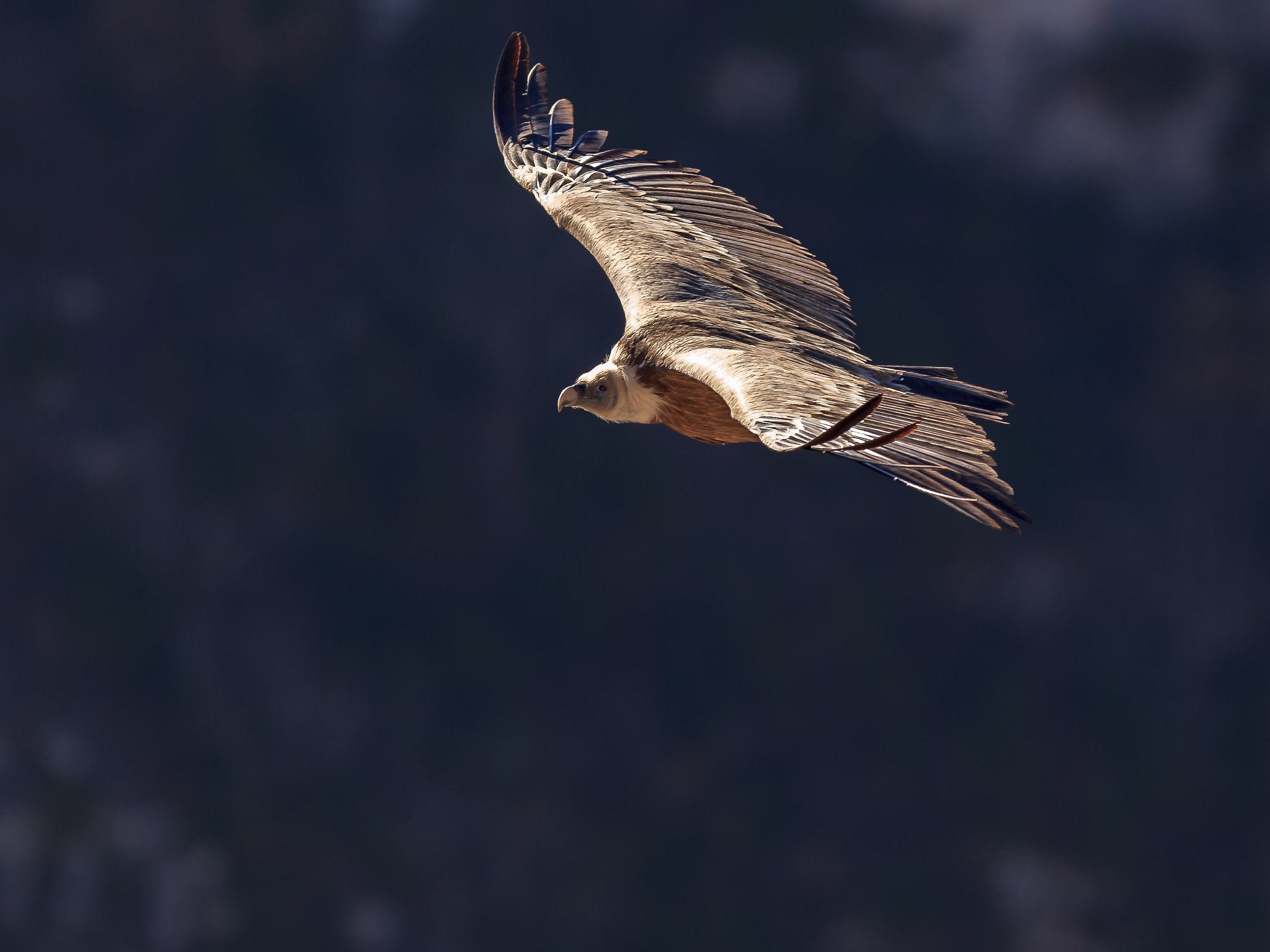 Canon EF 300mm F2.8L IS USM sample photo. Vautour photography