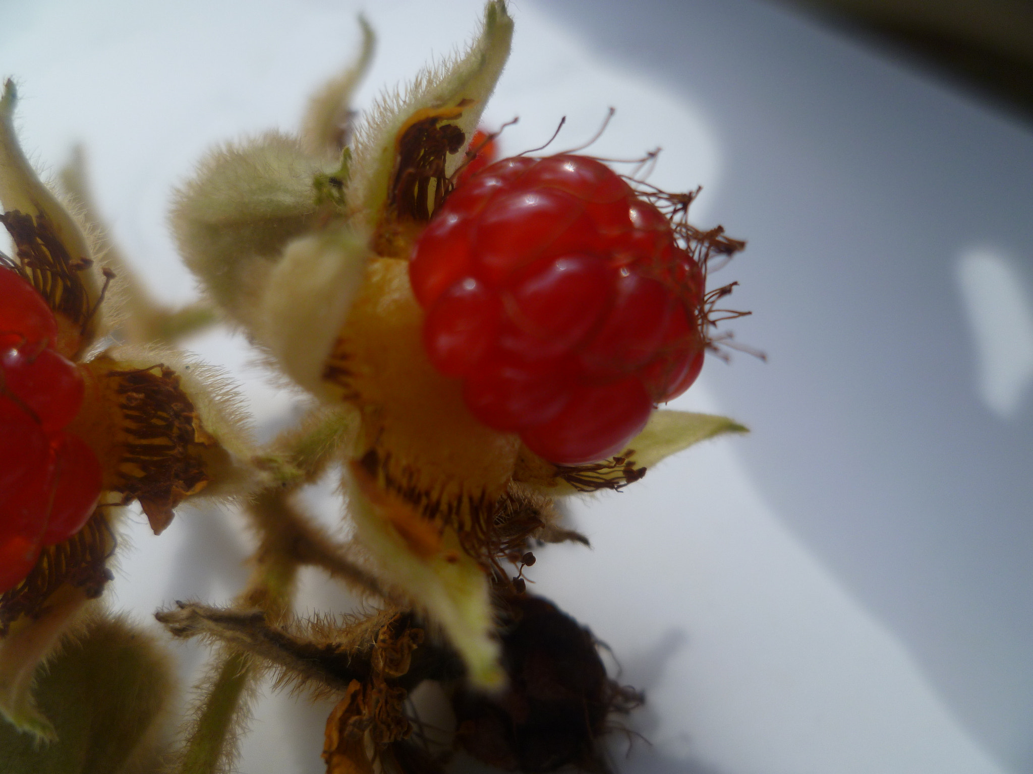 Panasonic DMC-FH3 sample photo. Wild raspberries photography