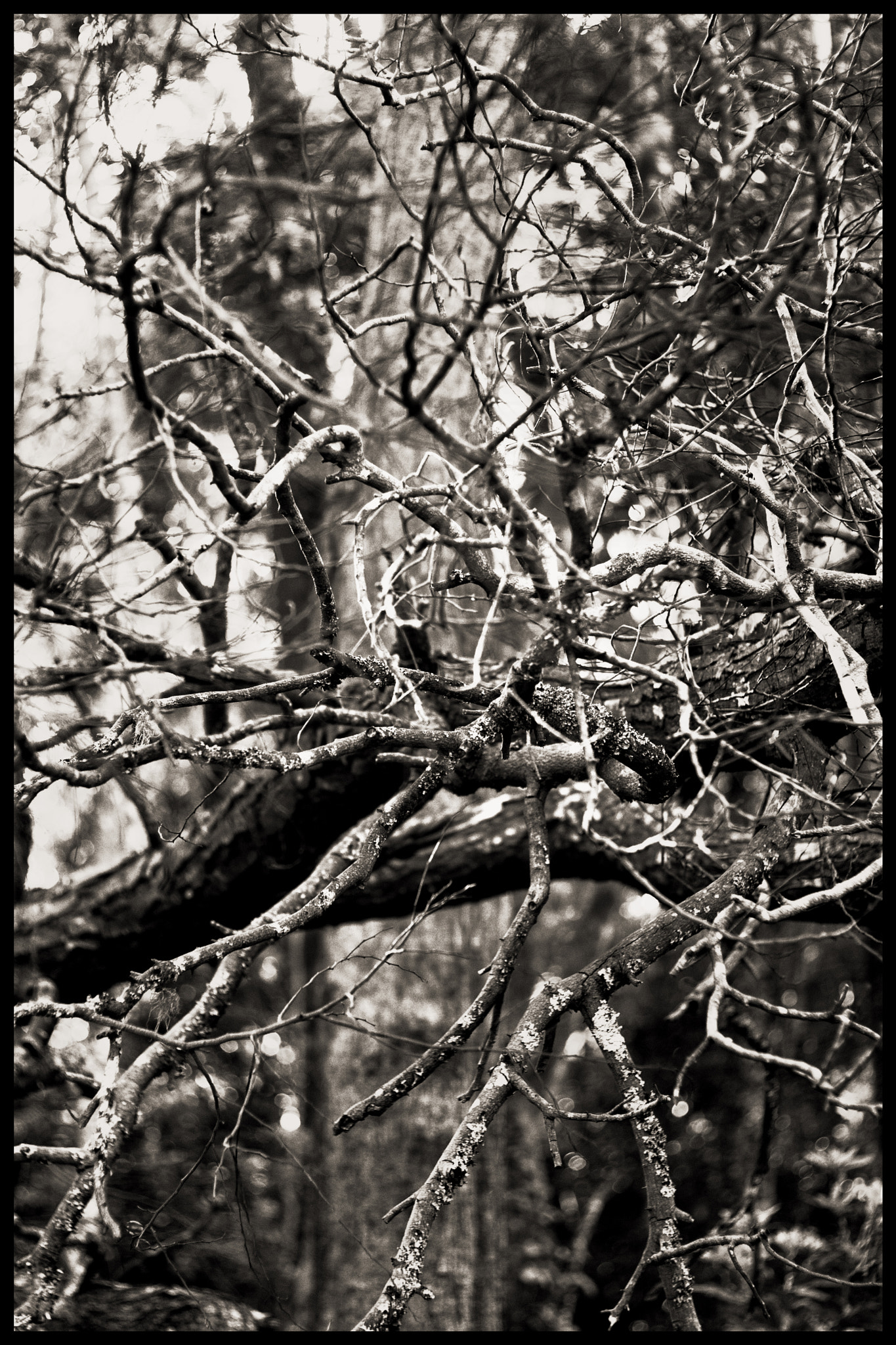 Canon EOS 30D + Canon EF 50mm F1.8 II sample photo. Branch. photography