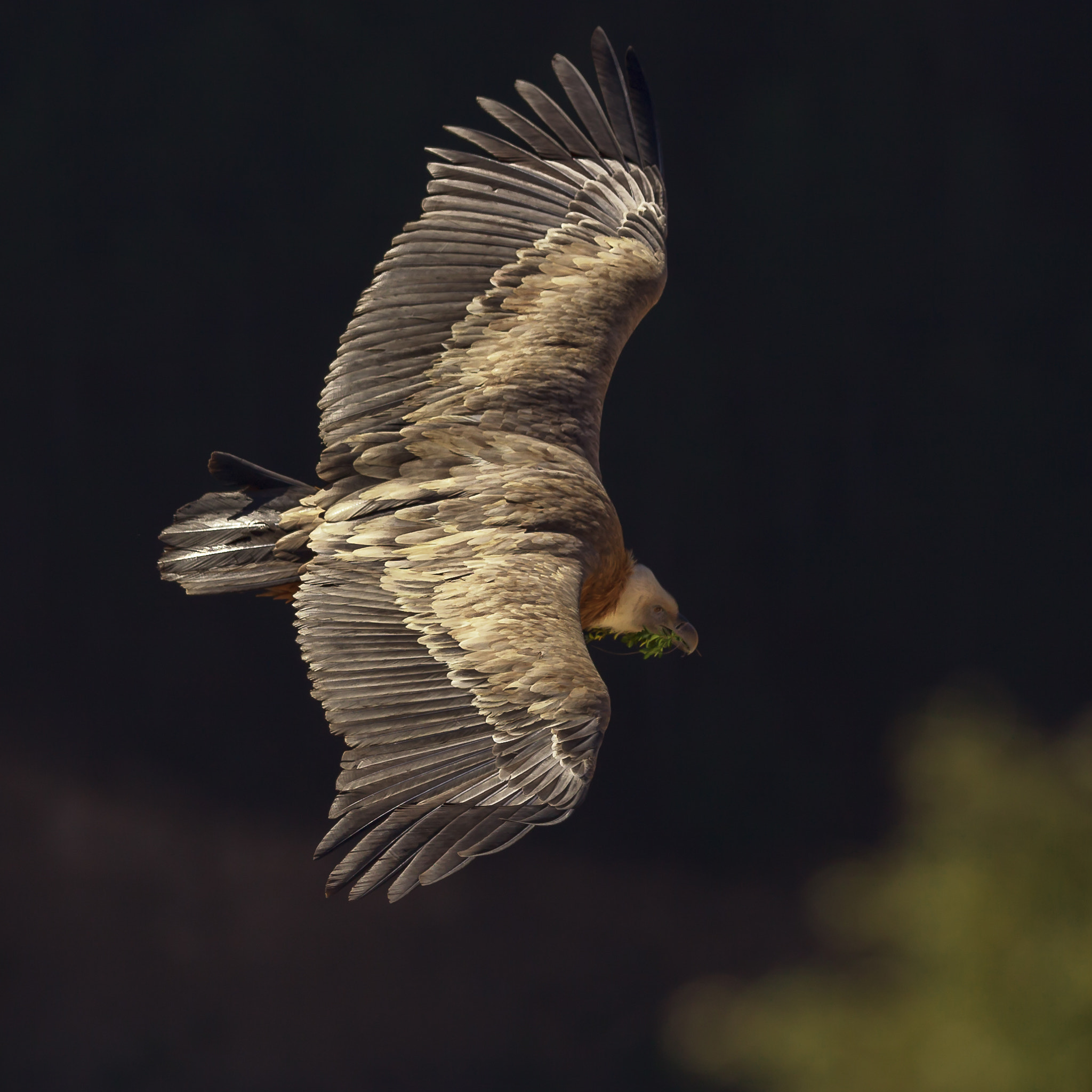 Canon EF 300mm F2.8L IS USM sample photo. Vautour photography