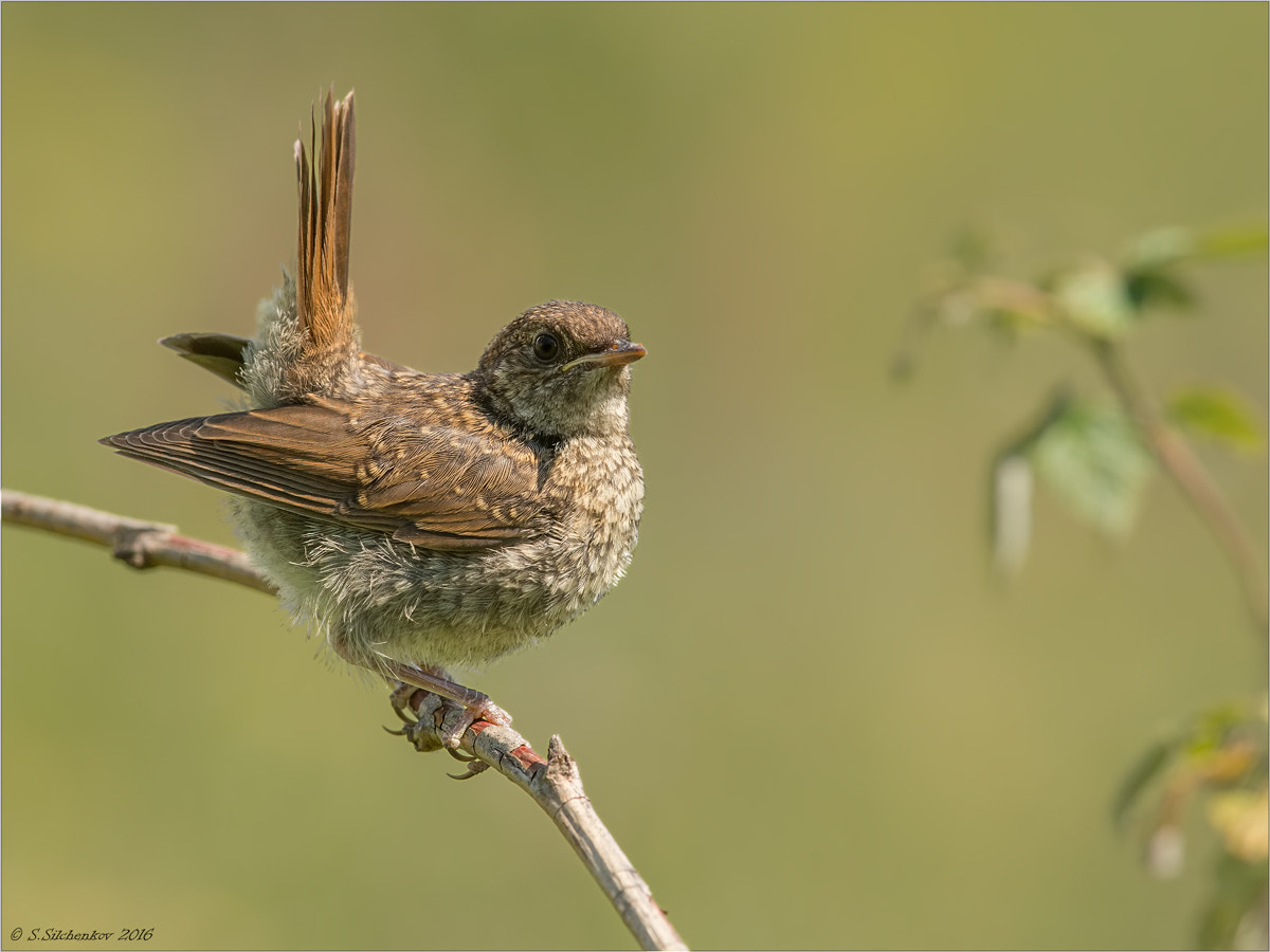 Nikon D4 + Nikon AF-S Nikkor 300mm F4D ED-IF sample photo. Nightingale photography