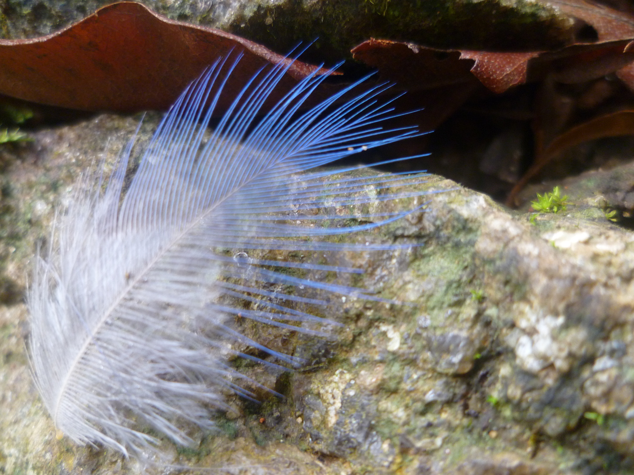 Panasonic DMC-FH3 sample photo. Feather♥♥♥ photography